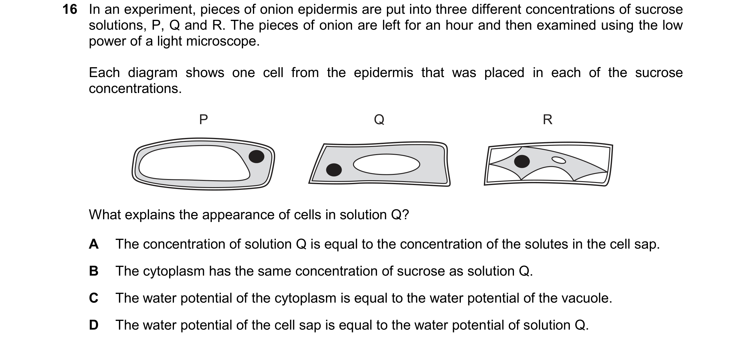 Question 240: In an experiment, pieces of onion epidermis are put into three different concentrations of sucrose solutions, P, Q and R. The pieces of oni…