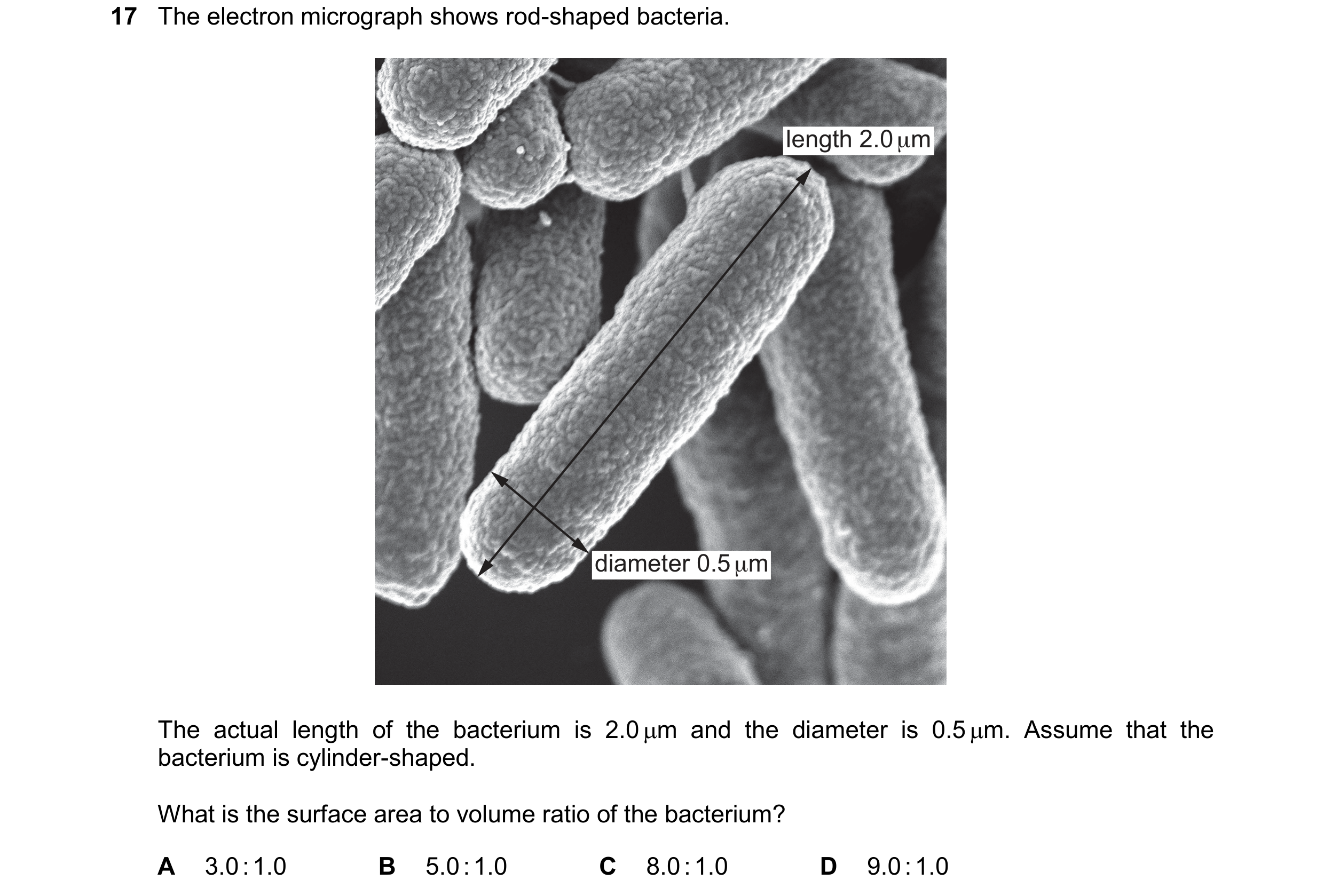 Question 359: The electron micrograph shows rod-shaped bacteria. length 2.0 μm diameter 0.5 μm The actual length of the bacterium is 2.0 m and the diame…