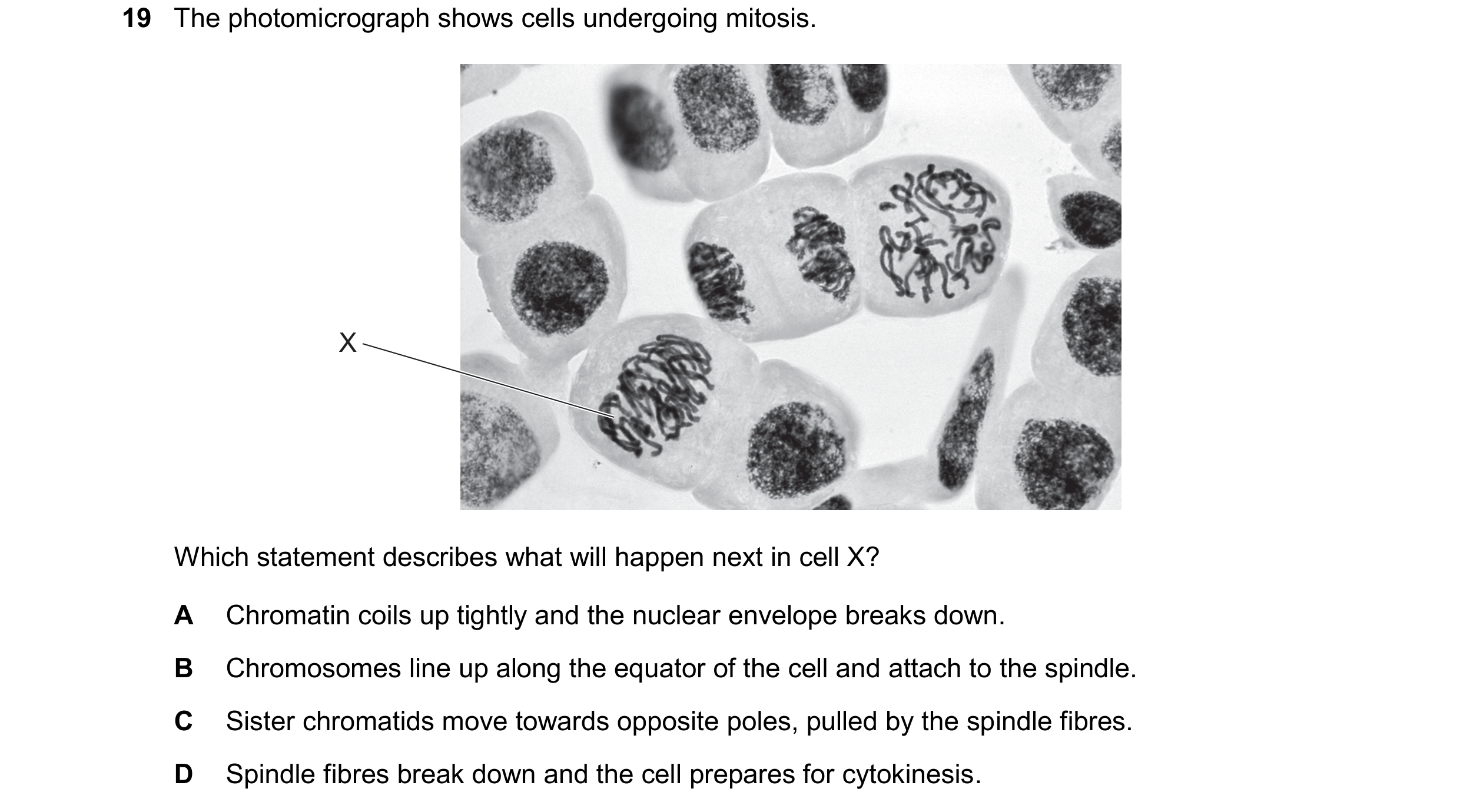 Question 124: The photomicrograph shows cells undergoing mitosis. X Which statement describes what will happen next in cell X? A Chromatin coils up tight…