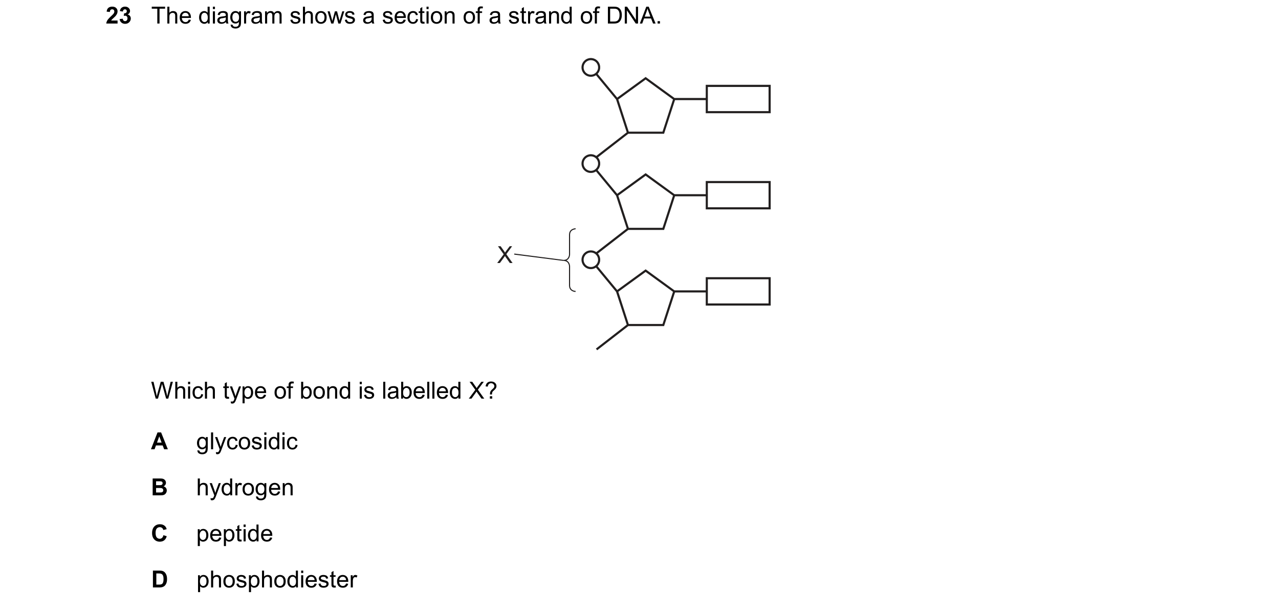 Question 216: The diagram shows a section of a strand of DNA. X Which type of bond is labelled X? A glycosidic B hydrogen C peptide D phosphodiester