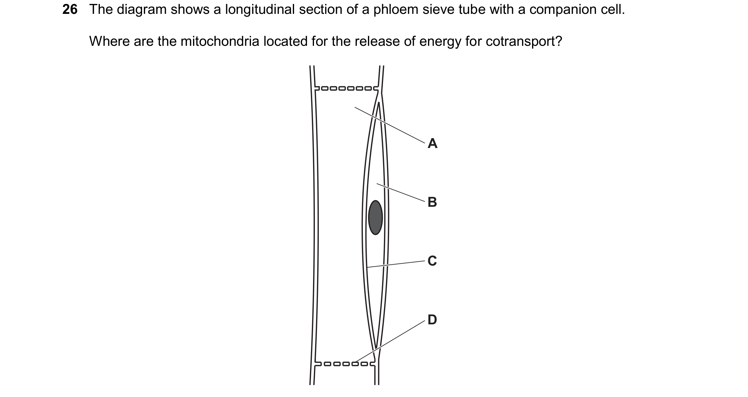 Question 321: The diagram shows a longitudinal section of a phloem sieve tube with a companion cell. Where are the mitochondria located for the release o…