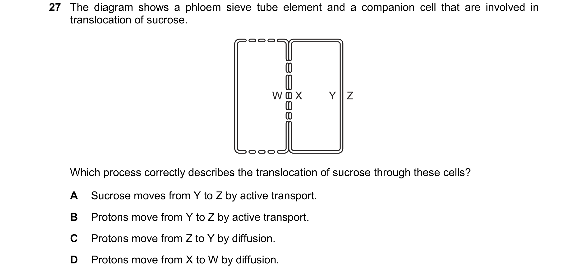 Question 322: The diagram shows a phloem sieve tube element and a companion cell that are involved in translocation of sucrose. W X Y Z Which process cor…