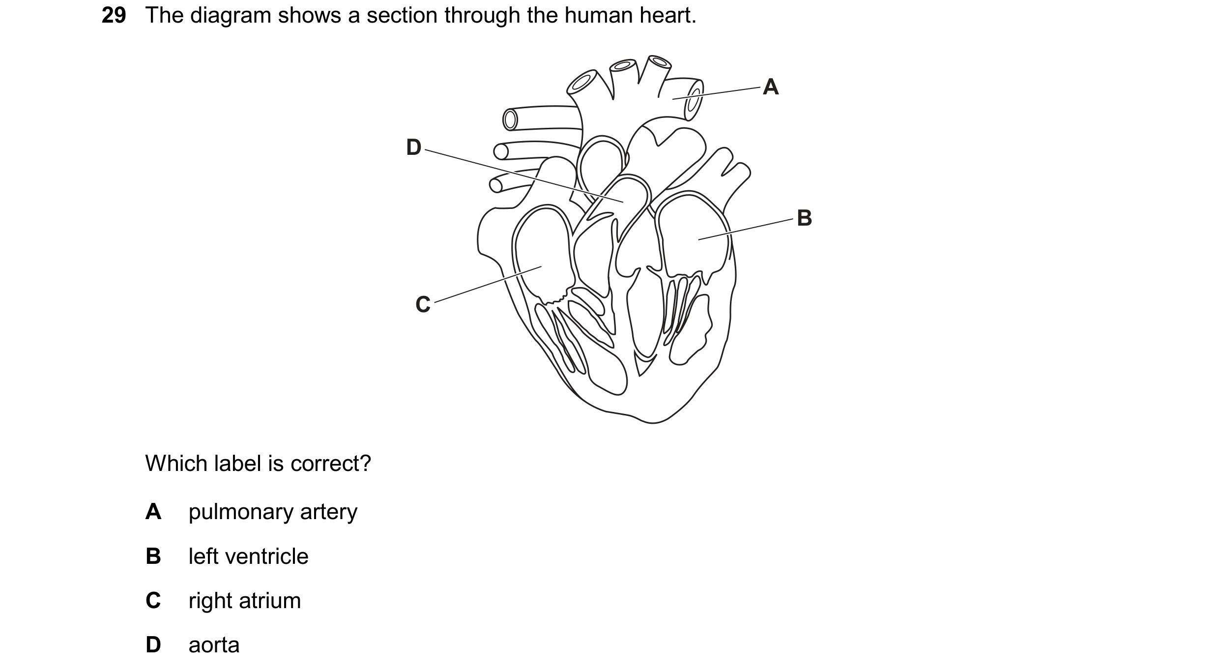 Question 138: The diagram shows a section through the human heart. A D B C Which label is correct? A pulmonary artery B left ventricle C right atrium D a…