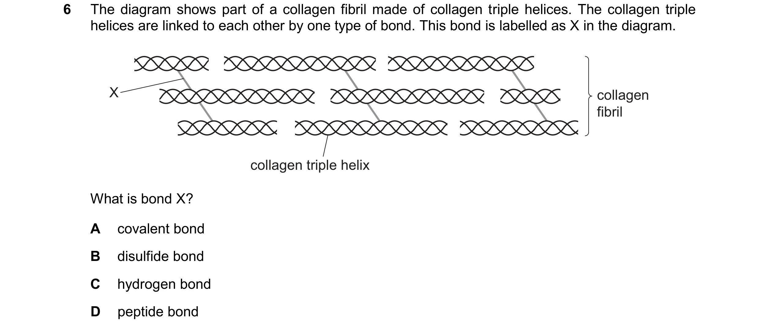 Question 240: The diagram shows part of a collagen fibril made of collagen triple helices. The collagen triple helices are linked to each other by one ty…