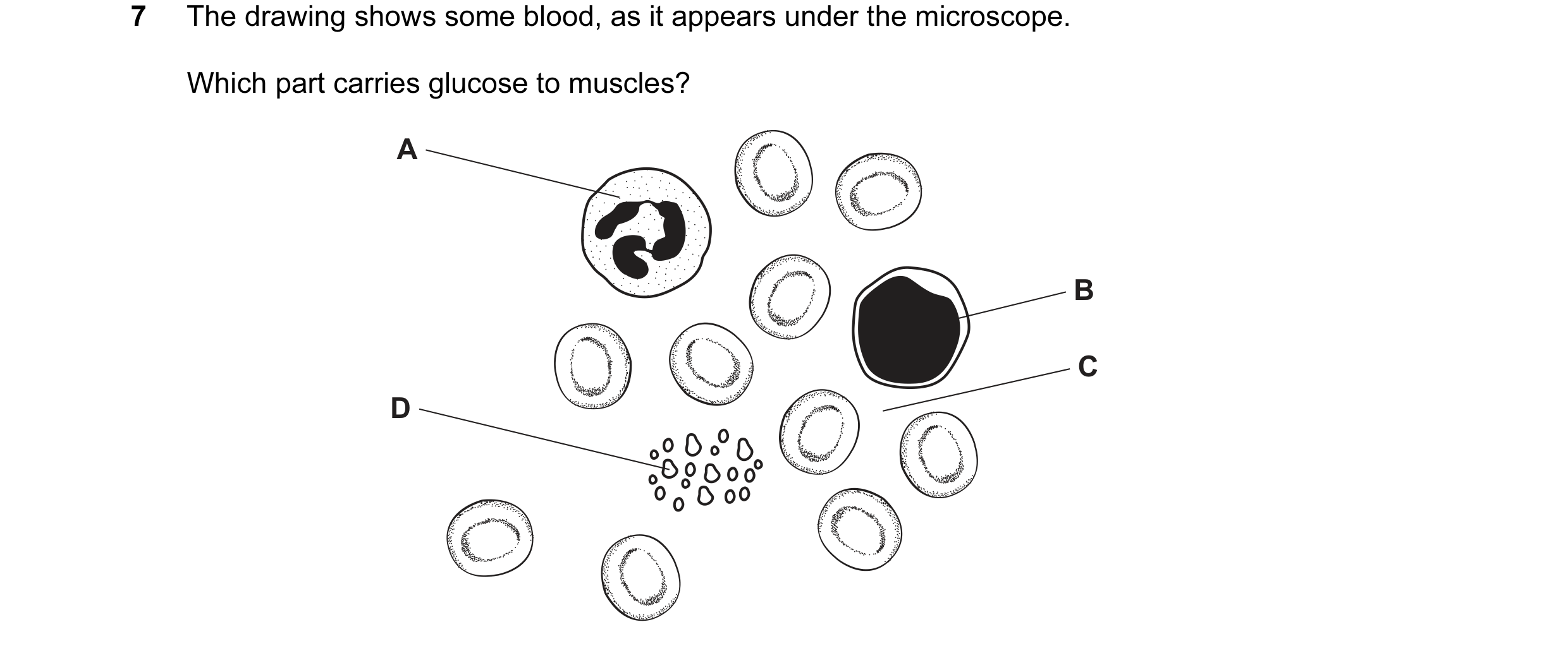 Question 11: The drawing shows some blood, as it appears under the microscope. Which part carries glucose to muscles? A B C D
