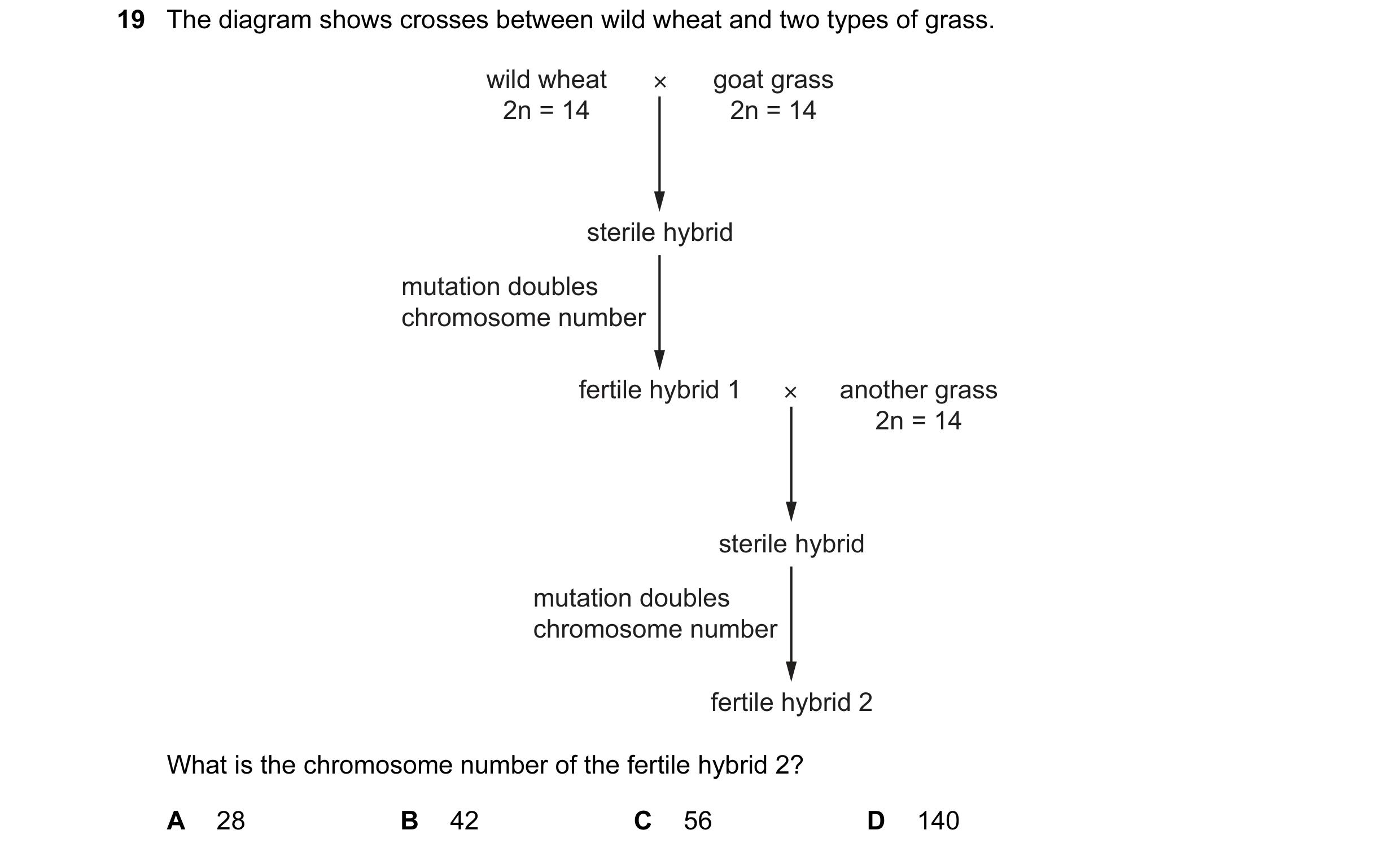 Question 58: The diagram shows crosses between wild wheat and two types of grass. wild wheat × goat grass 2n = 14 2n = 14 sterile hybrid mutation double…