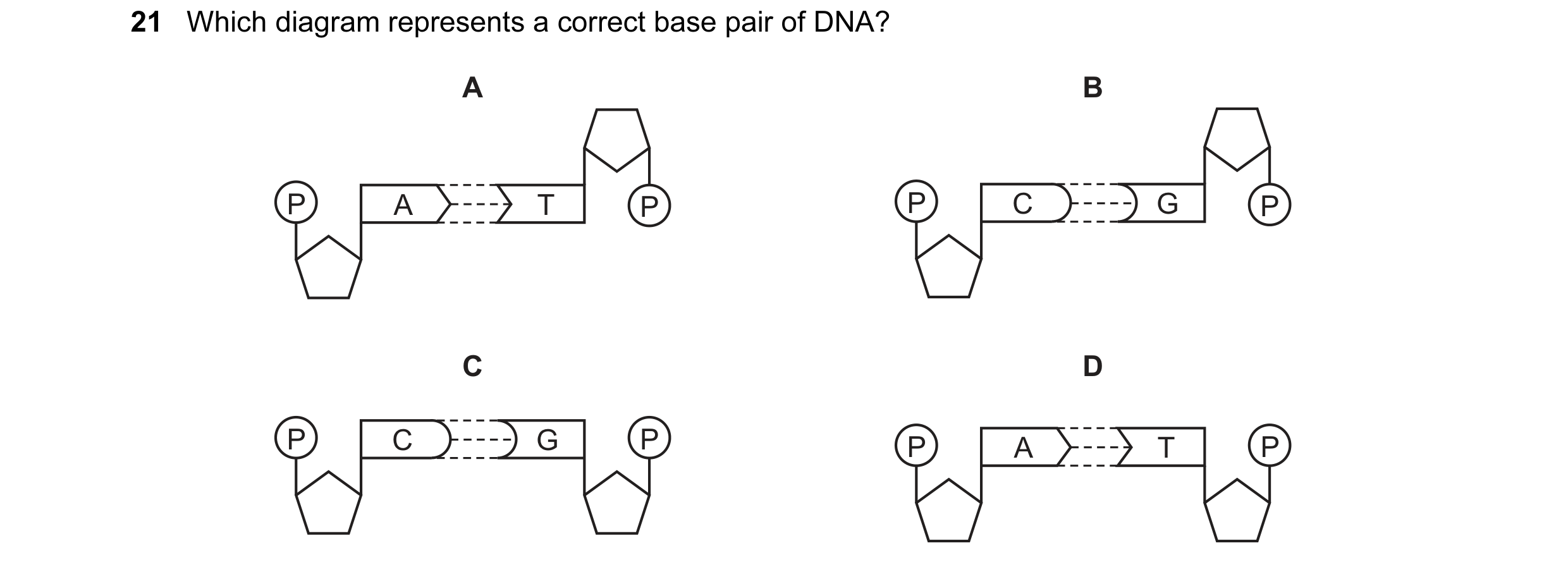 Question 63: Which diagram represents a correct base pair of DNA? A B P A T P P C G P C D P C G P P A T P