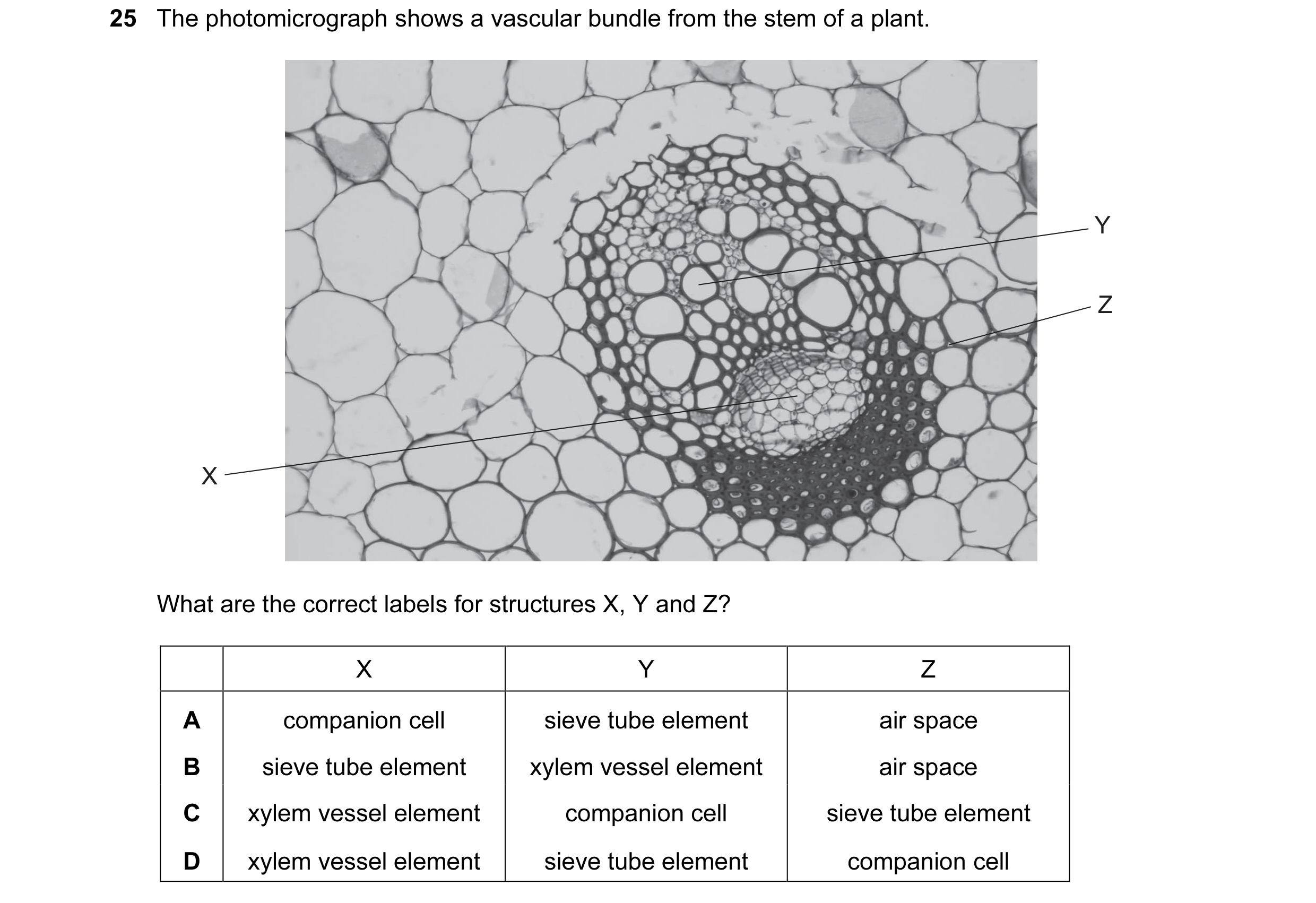Question 28: The photomicrograph shows a vascular bundle from the stem of a plant. Y Z X What are the correct labels for structures X, Y and Z? X Y Z A …