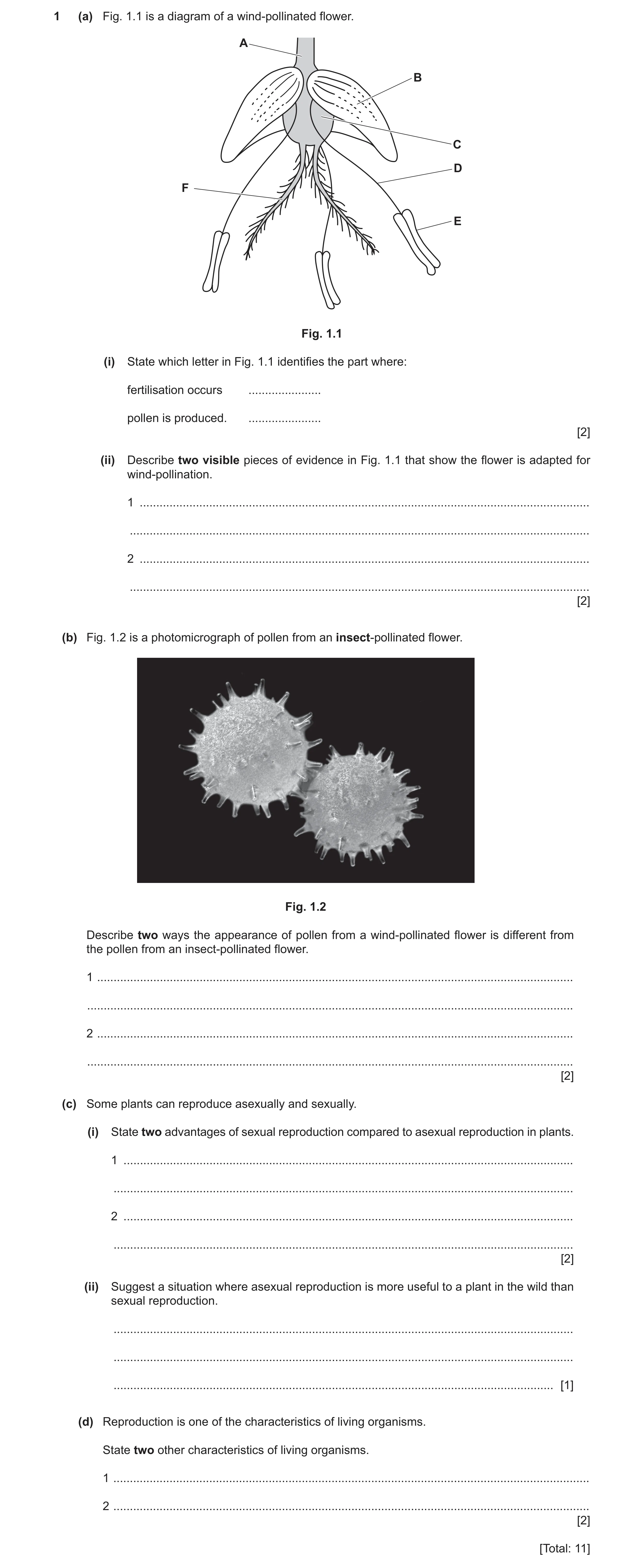 Question 10: (a) Fig. 1.1 is a diagram of a wind‑pollinated flower. A B C D F E Fig. 1.1 (i) State which letter in Fig. 1.1 identifies the part where: f…