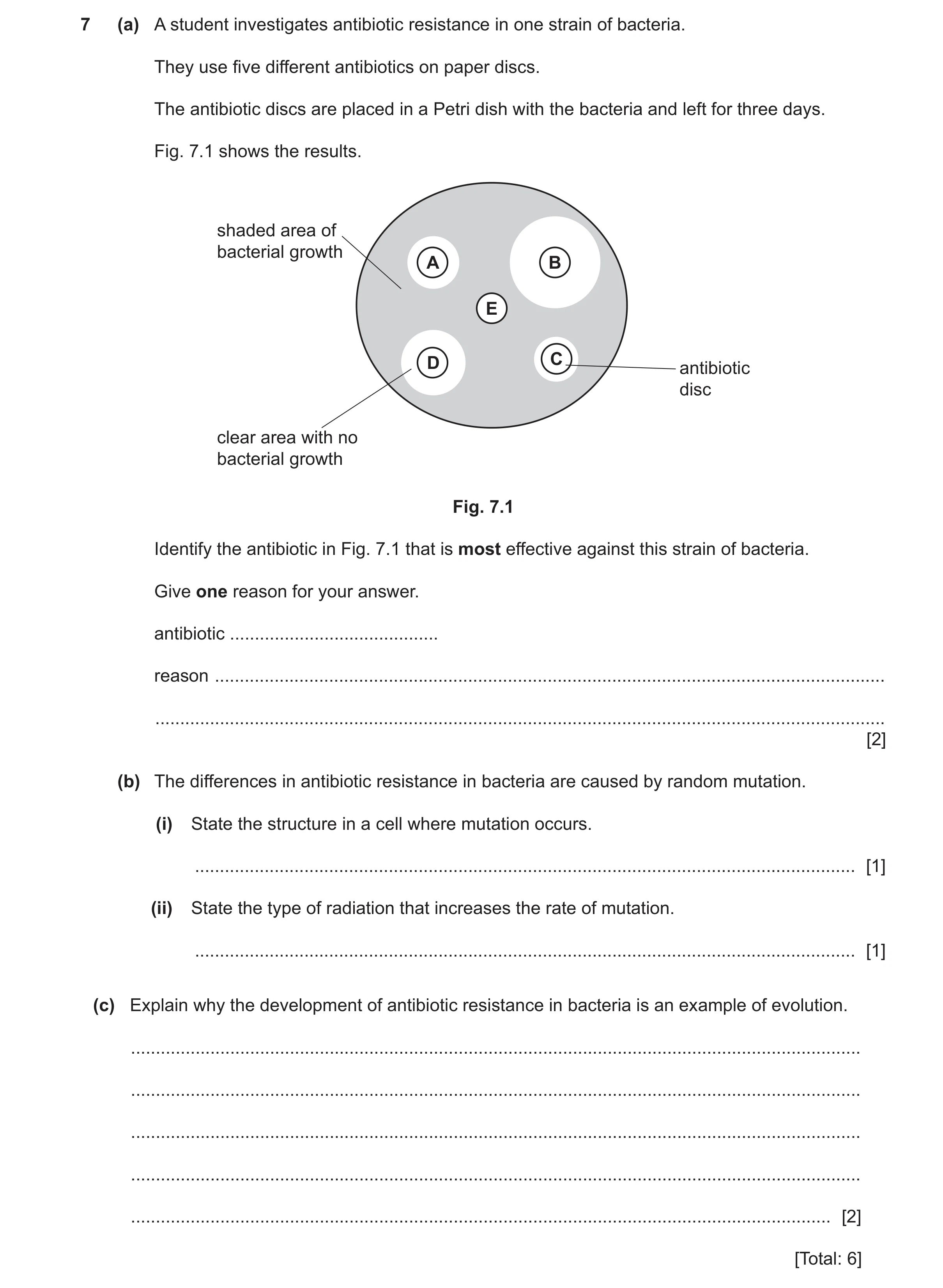 Question 12: (a) A student investigates antibiotic resistance in one strain of bacteria. They use five different antibiotics on paper discs. The antibio…