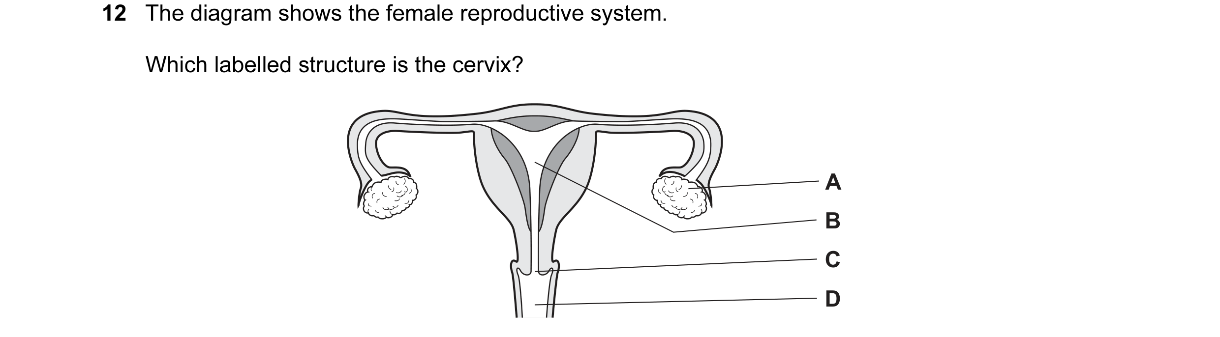 Question 43: The diagram shows the female reproductive system. Which labelled structure is the cervix? A B C D