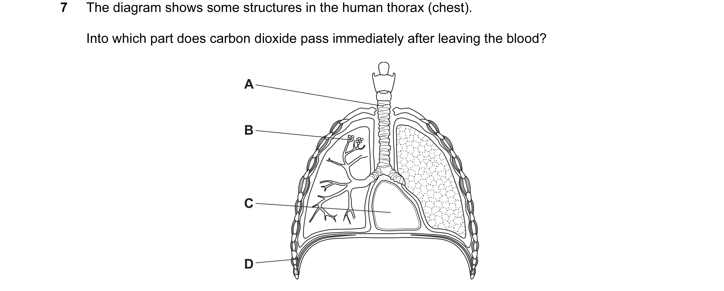 Question 34: The diagram shows some structures in the human thorax (chest). Into which part does carbon dioxide pass immediately after leaving the blood…