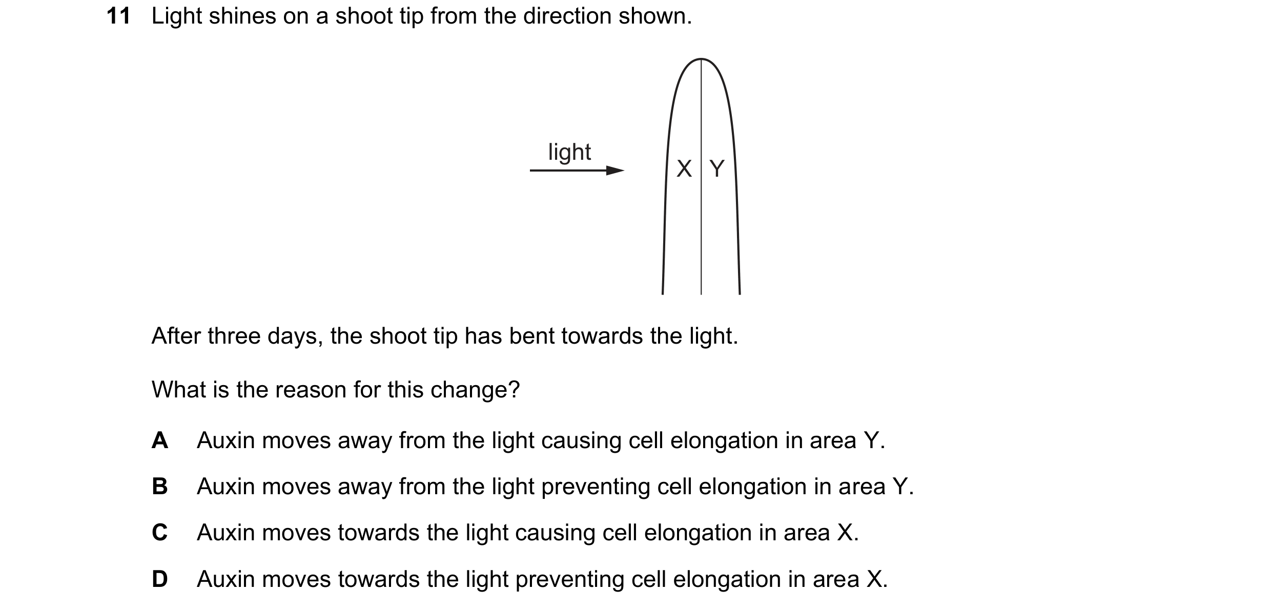 Question 46: Light shines on a shoot tip from the direction shown. light X Y After three days, the shoot tip has bent towards the light. What is the rea…