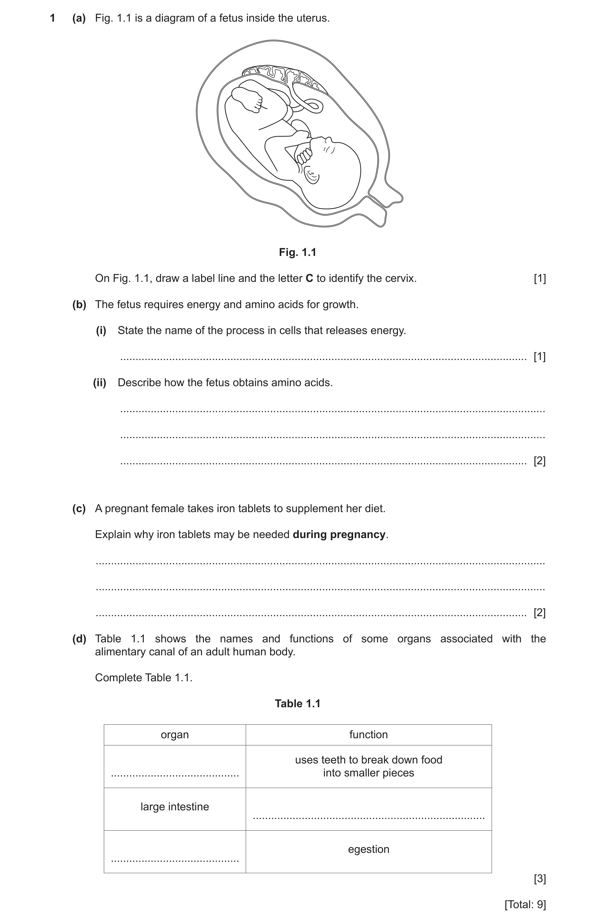 Question 11: (a) Fig. 1.1 is a diagram of a fetus inside the uterus. Fig. 1.1 On Fig. 1.1, draw a label line and the letter C to identify the cervix. [1…