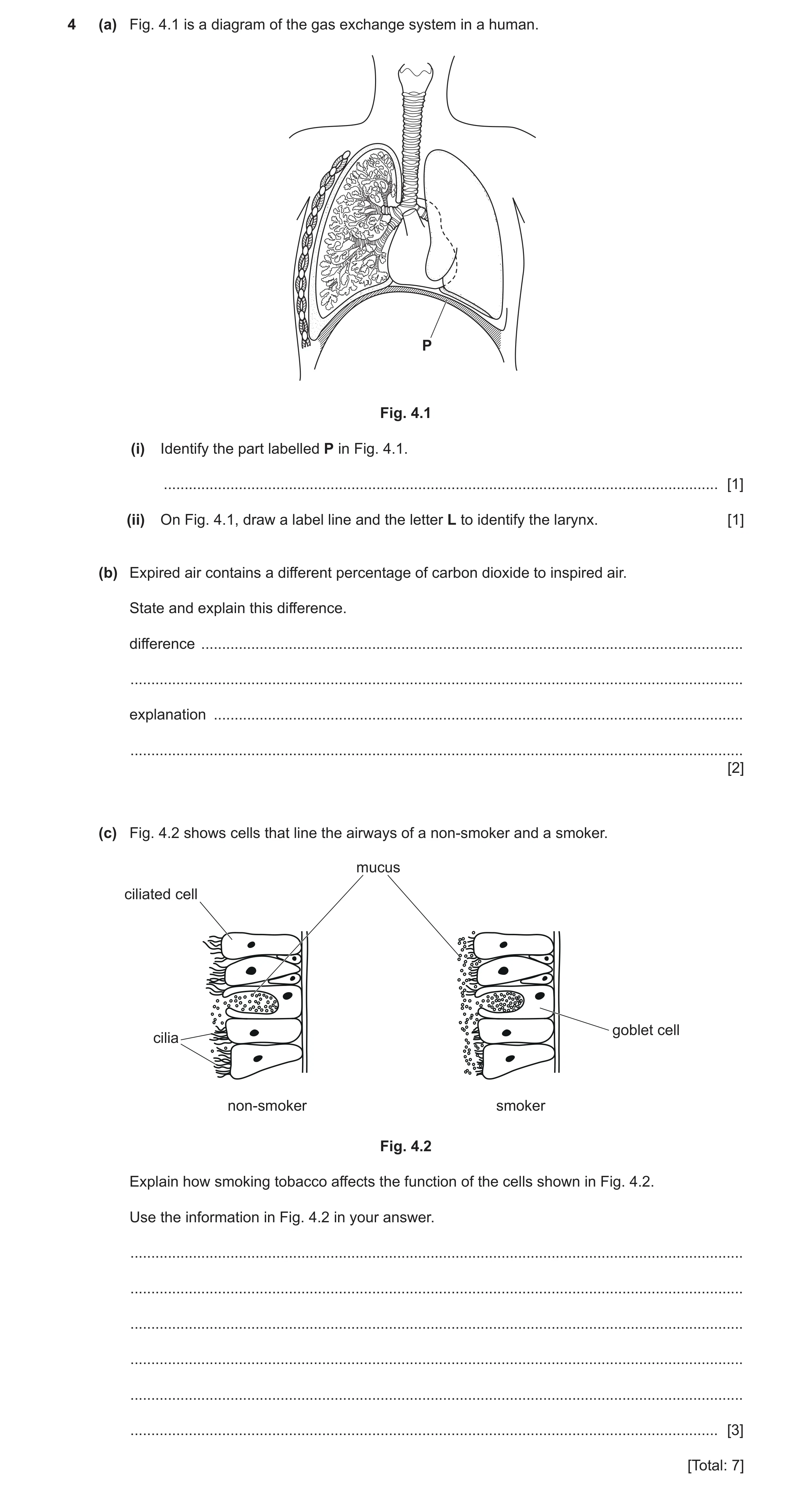 Question 14: (a) Fig. 4.1 is a diagram of the gas exchange system in a human. P Fig. 4.1 (i) Identify the part labelled P in Fig. 4.1. .................…