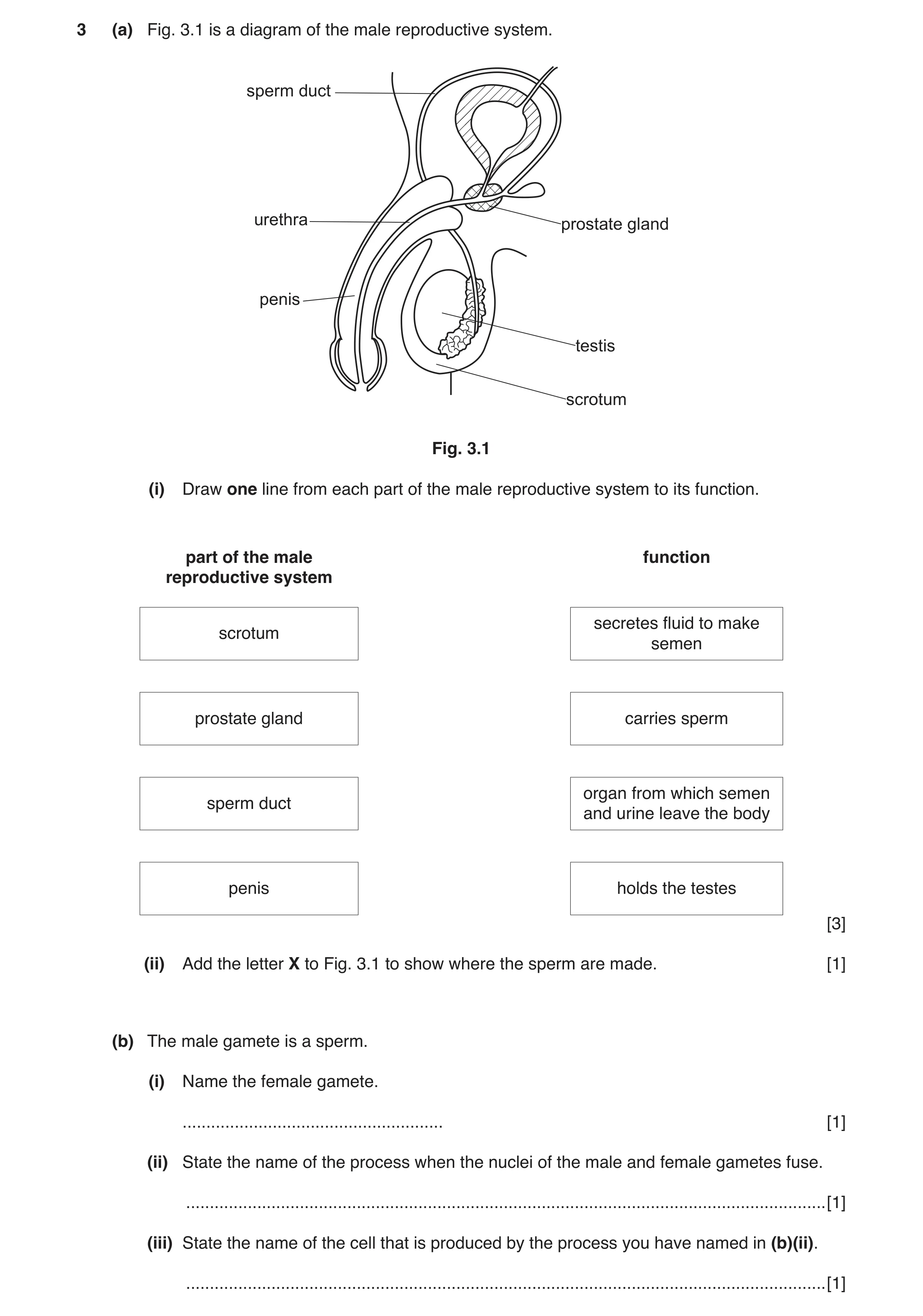 Question 2: (a) Fig. 3.1 is a diagram of the male reproductive system. sperm duct urethra prostate gland penis testis scrotum Fig. 3.1 (i) Draw one lin…