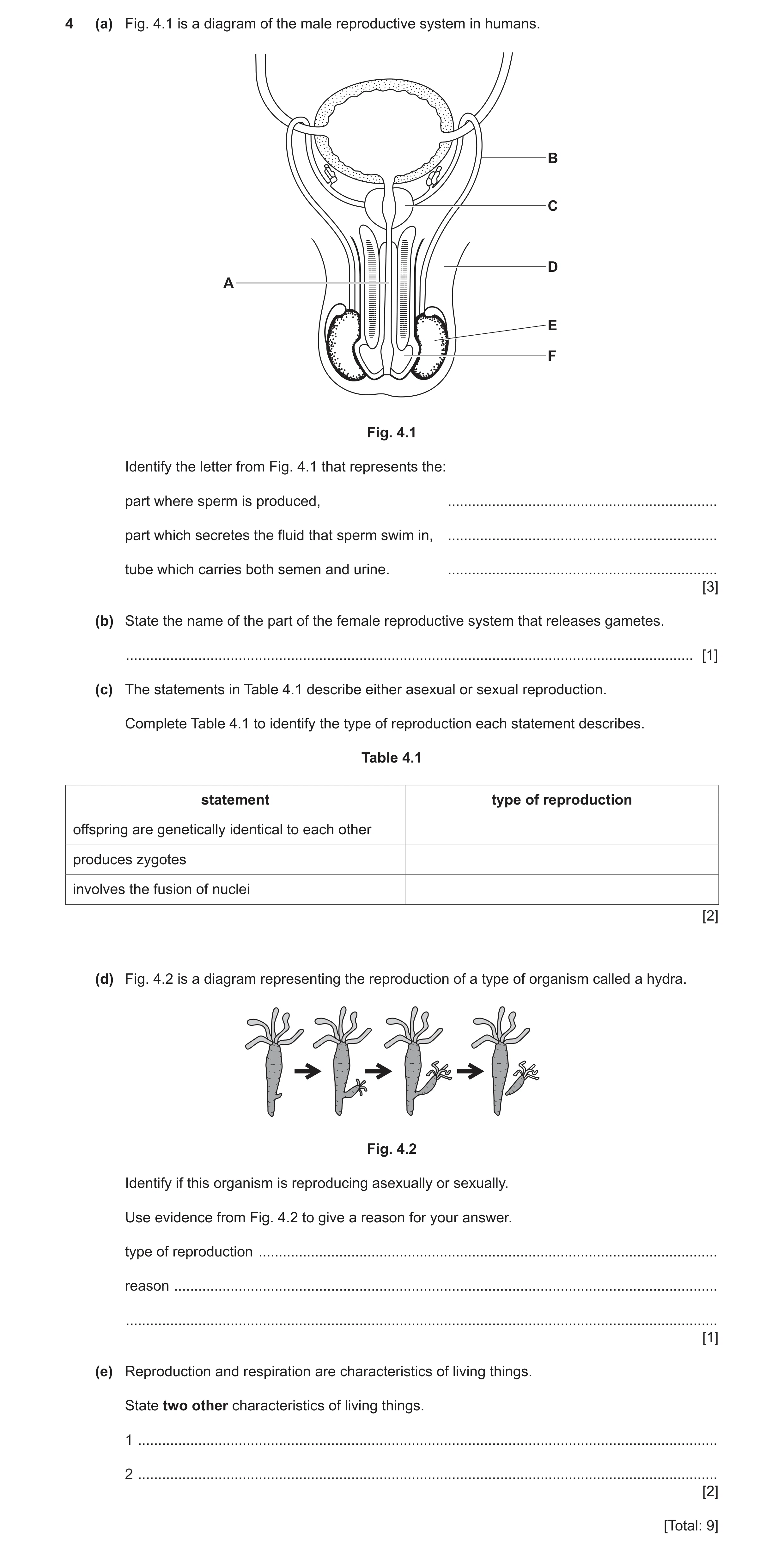 Question 9: (a) Fig. 4.1 is a diagram of the male reproductive system in humans. B C D A E F Fig. 4.1 Identify the letter from Fig. 4.1 that represents…