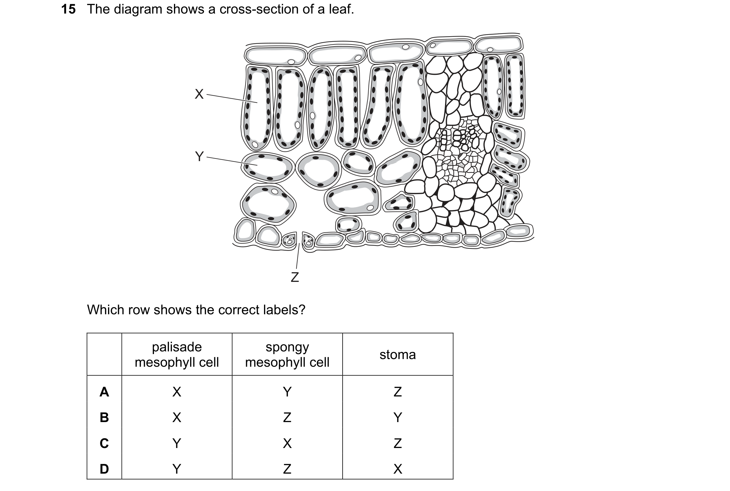 Question 22: The diagram shows a cross-section of a leaf. X Y Z Which row shows the correct labels? palisade spongy stoma mesophyll cell mesophyll cell …