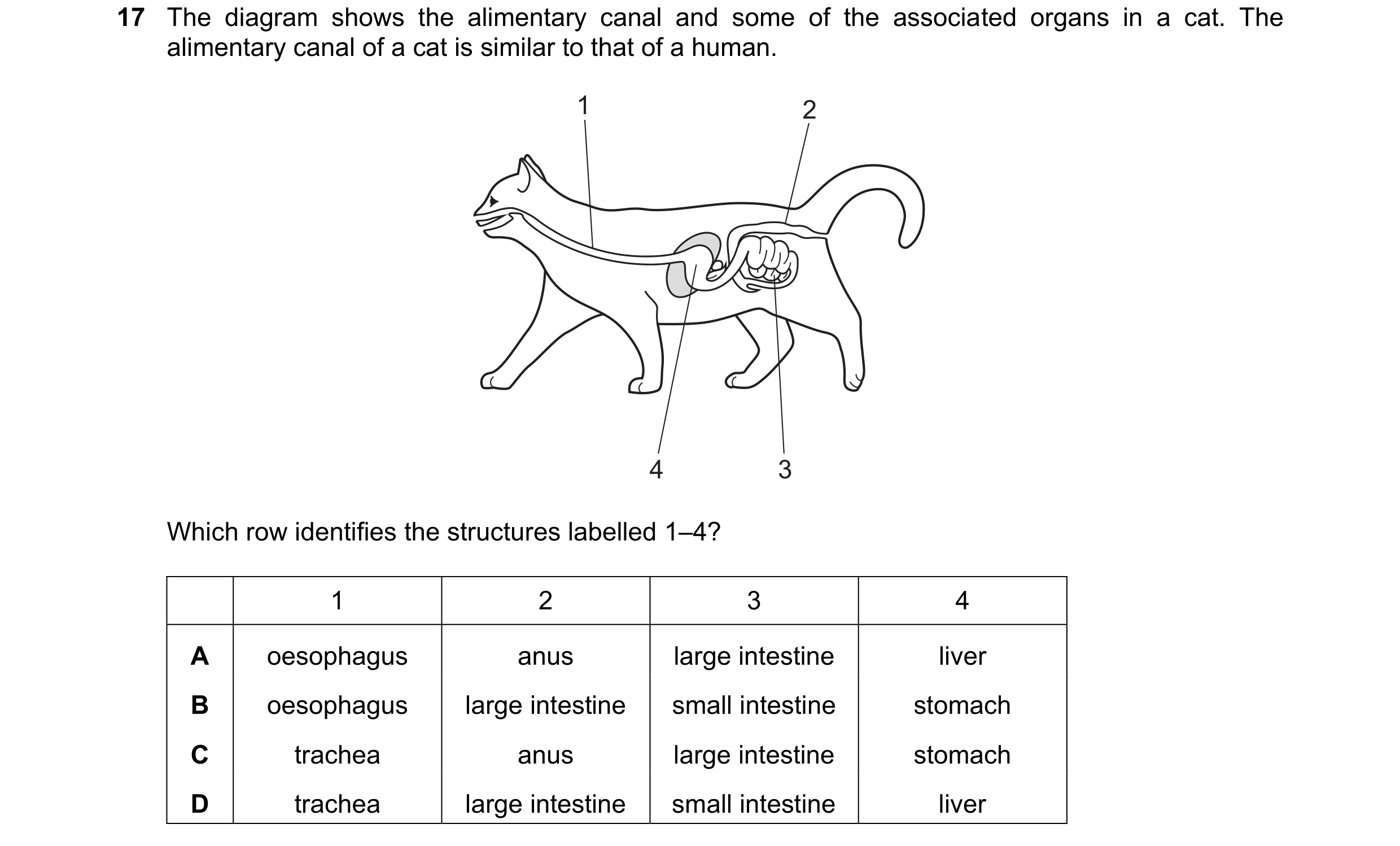 Question 27: The diagram shows the alimentary canal and some of the associated organs in a cat. The alimentary canal of a cat is similar to that of a hu…