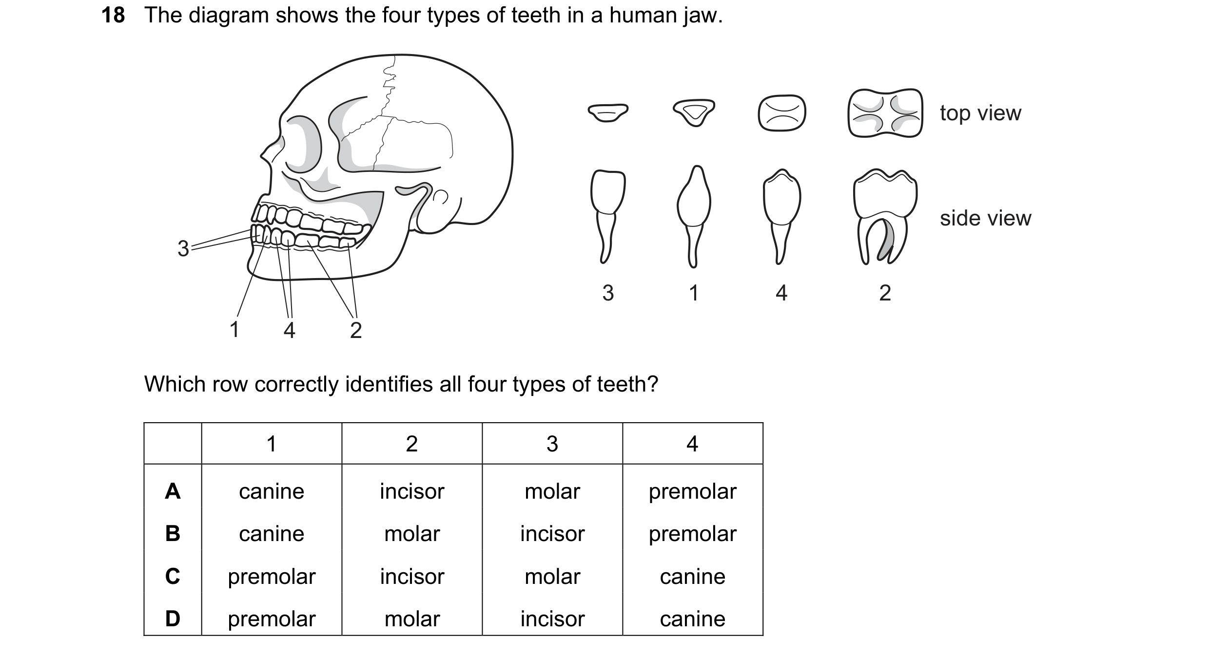 Question 9: The diagram shows the four types of teeth in a human jaw. top view side view 3 3 1 4 2 1 4 2 Which row correctly identifies all four types …