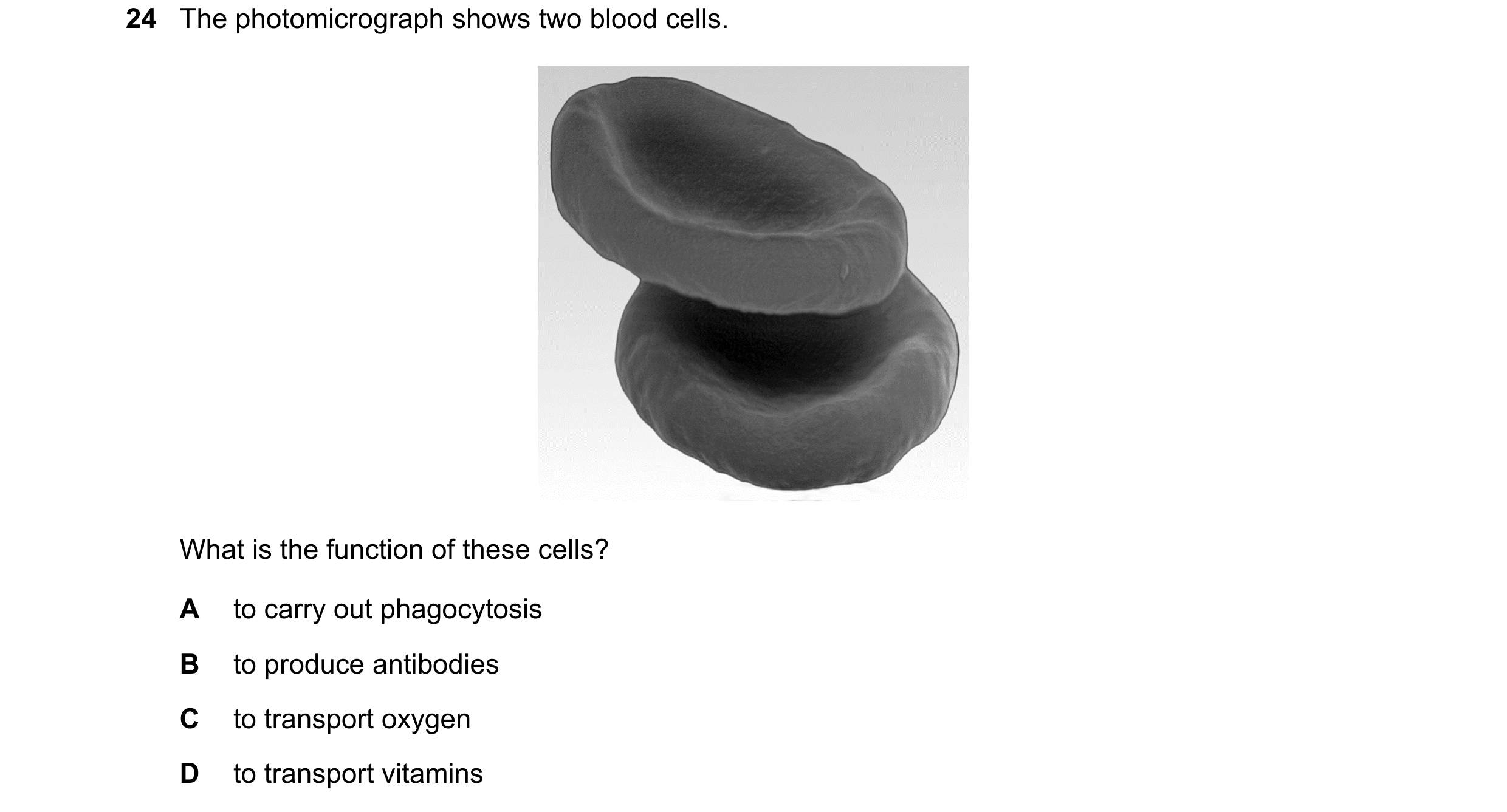 Question 35: The photomicrograph shows two blood cells. What is the function of these cells? A to carry out phagocytosis B to produce antibodies C to tr…