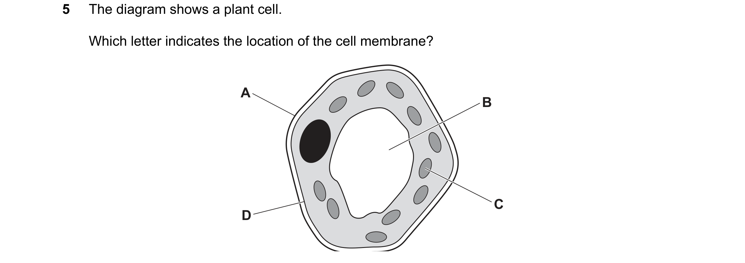 Question 43: The diagram shows a plant cell. Which letter indicates the location of the cell membrane? A B C D