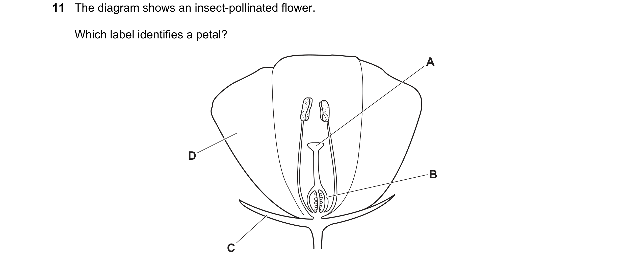 Question 59: The diagram shows an insect-pollinated flower. Which label identifies a petal? A D B C