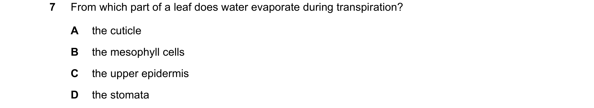 Question 20: From which part of a leaf does water evaporate during transpiration? A the cuticle B the mesophyll cells C the upper epidermis D the stomata