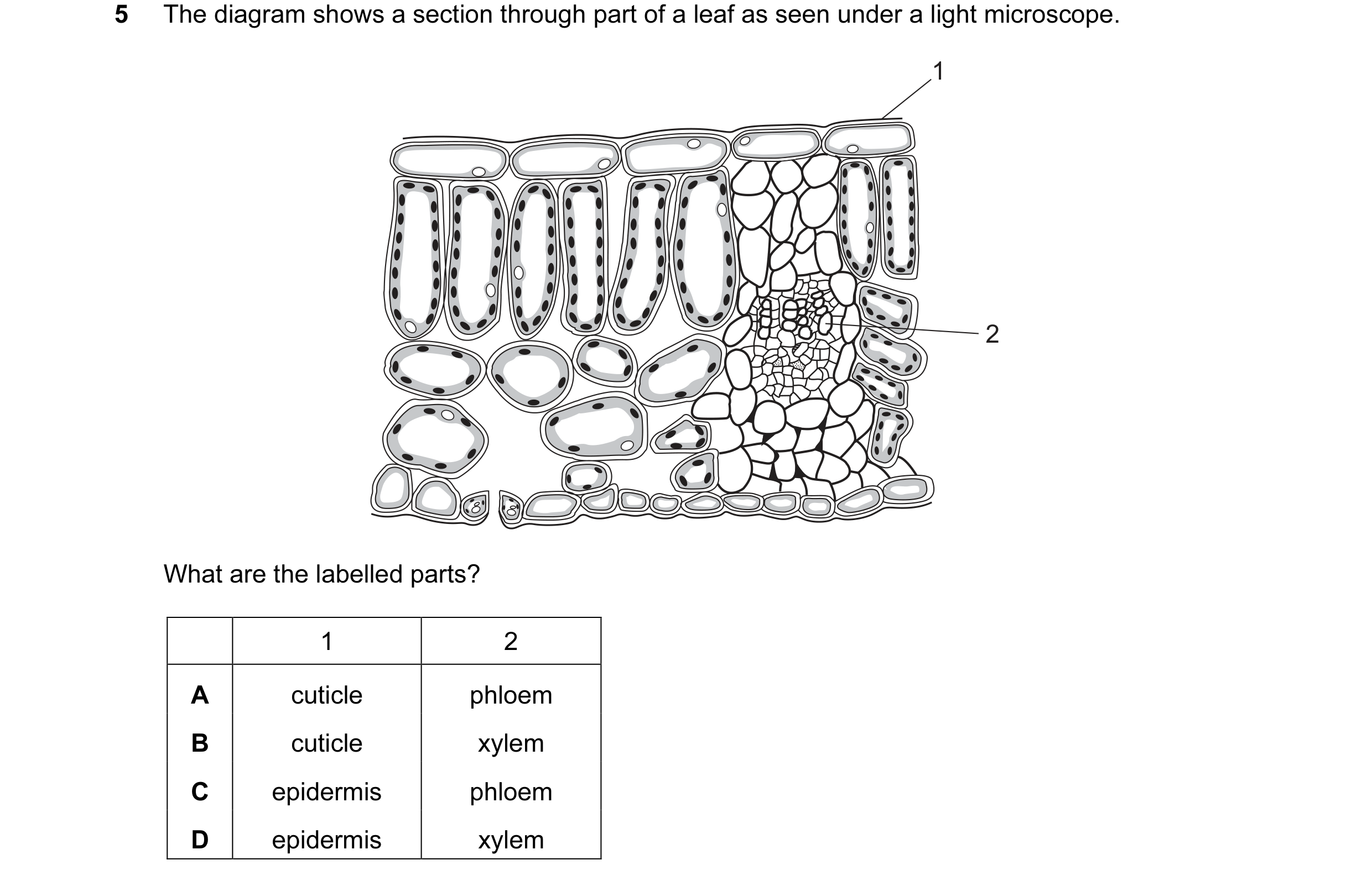 Question 31: The diagram shows a section through part of a leaf as seen under a light microscope. 1 2 What are the labelled parts? 1 2 A cuticle phloem …
