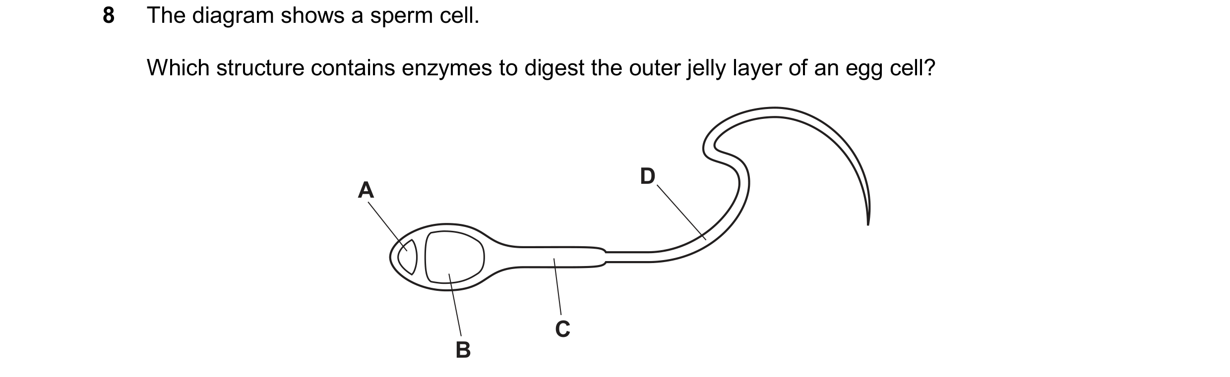 Question 23: The diagram shows a sperm cell. Which structure contains enzymes to digest the outer jelly layer of an egg cell? D A C B