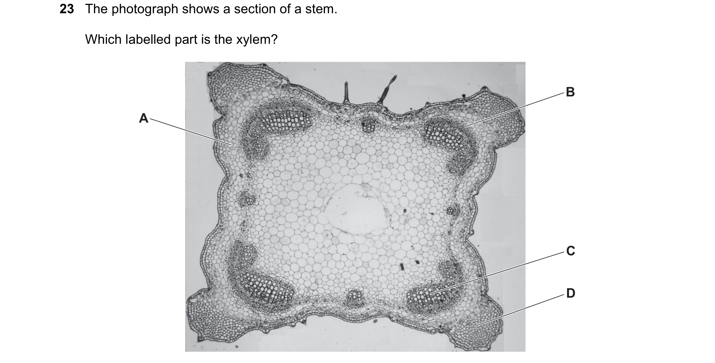 Question 77: The photograph shows a section of a stem. Which labelled part is the xylem? B A C D