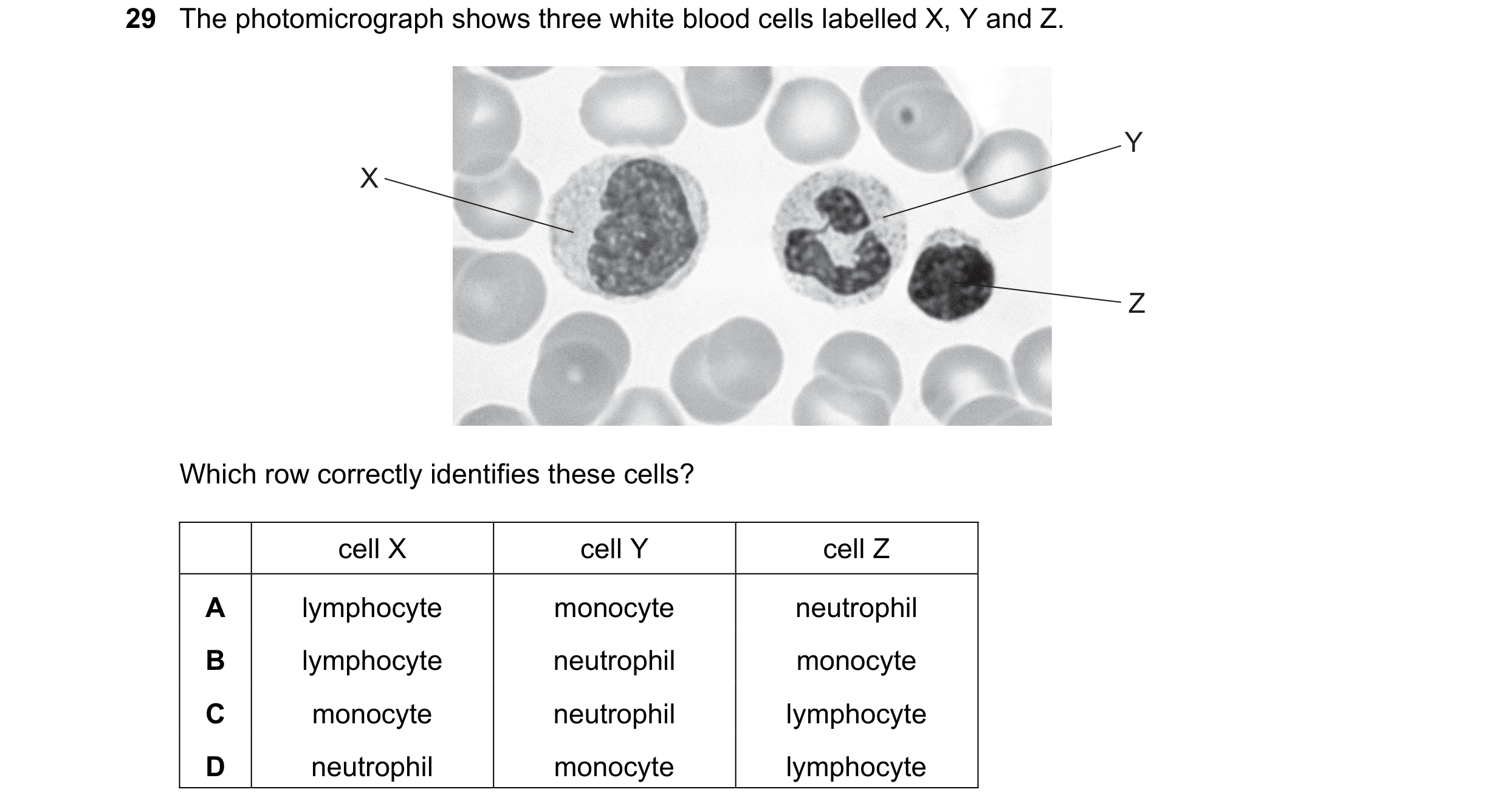 Question 106: The photomicrograph shows three white blood cells labelled X, Y and Z. Y X Z Which row correctly identifies these cells? cell X cell Y cell…