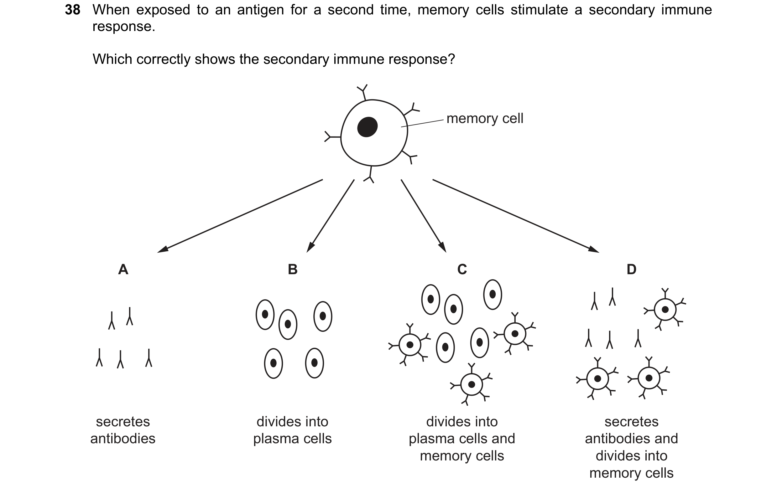Question 101: When exposed to an antigen for a second time, memory cells stimulate a secondary immune response. Which correctly shows the secondary immun…