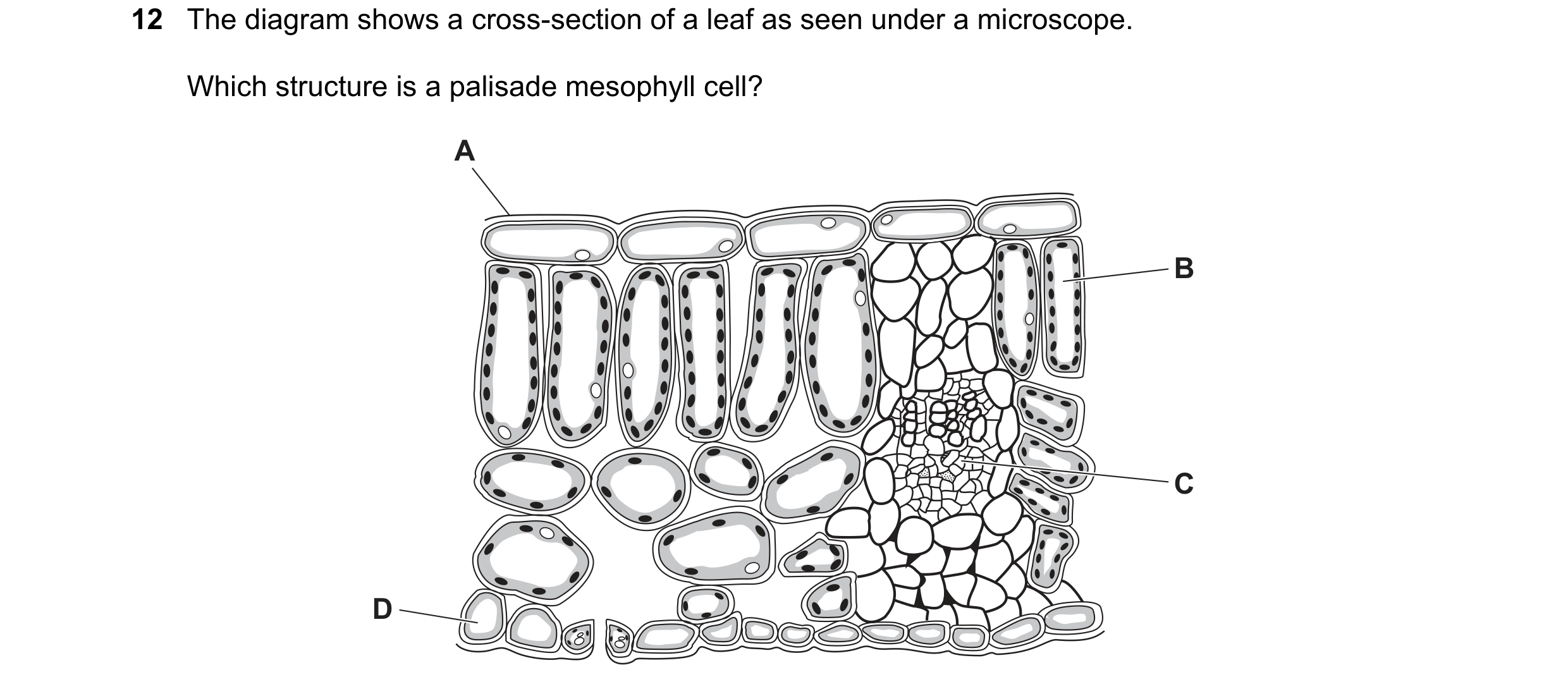 Question 5: The diagram shows a cross-section of a leaf as seen under a microscope. Which structure is a palisade mesophyll cell? A B C D