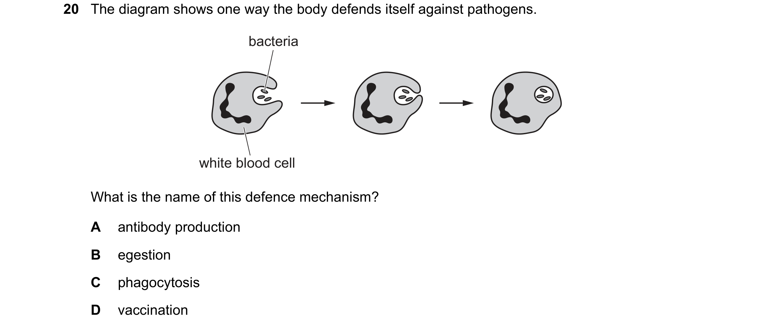 Question 8: The diagram shows one way the body defends itself against pathogens. bacteria white blood cell What is the name of this defence mechanism? …