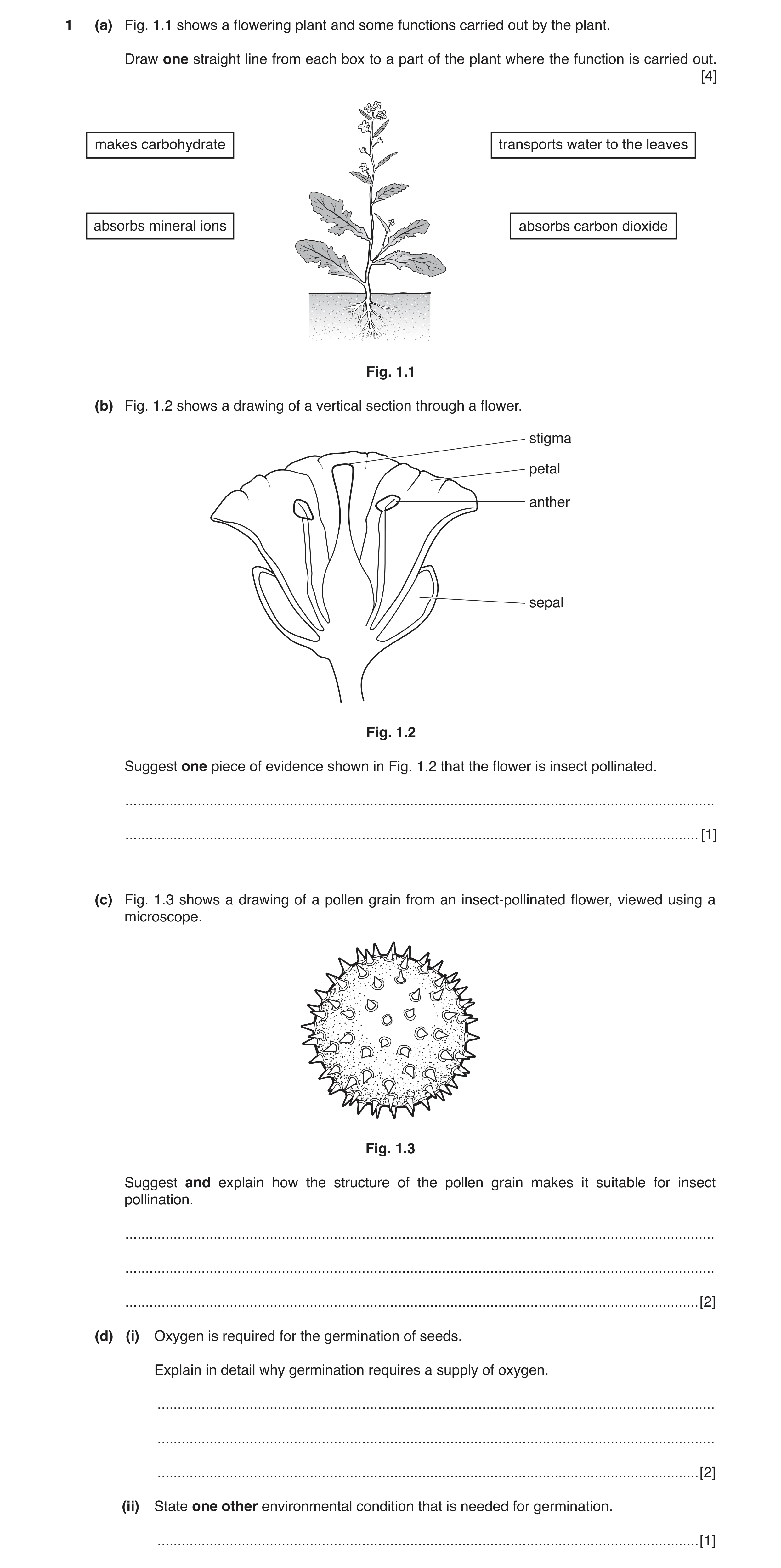 Question 8: (a) Fig. 1.1 shows a flowering plant and some functions carried out by the plant. Draw one straight line from each box to a part of the pla…