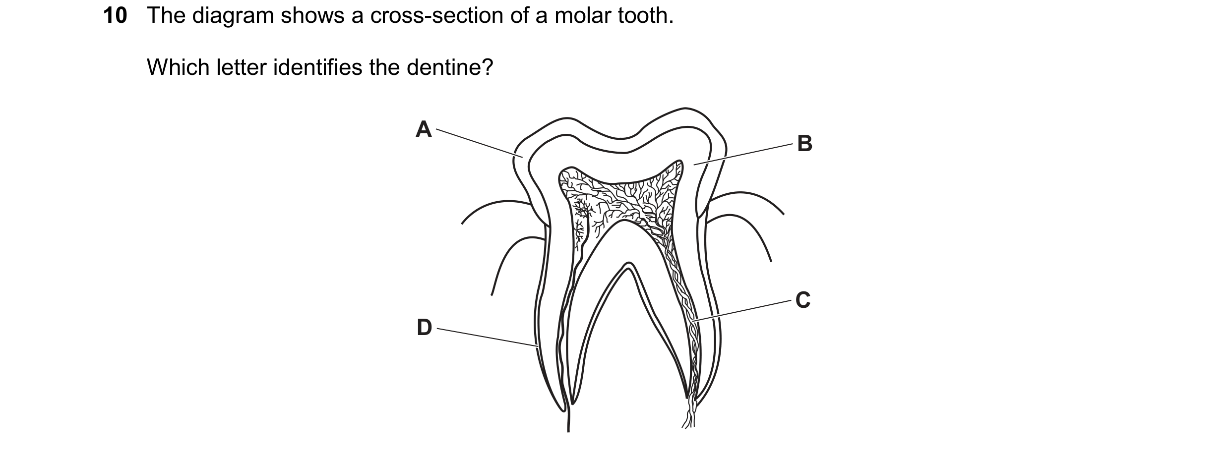 Question 32: The diagram shows a cross-section of a molar tooth. Which letter identifies the dentine? A B C D