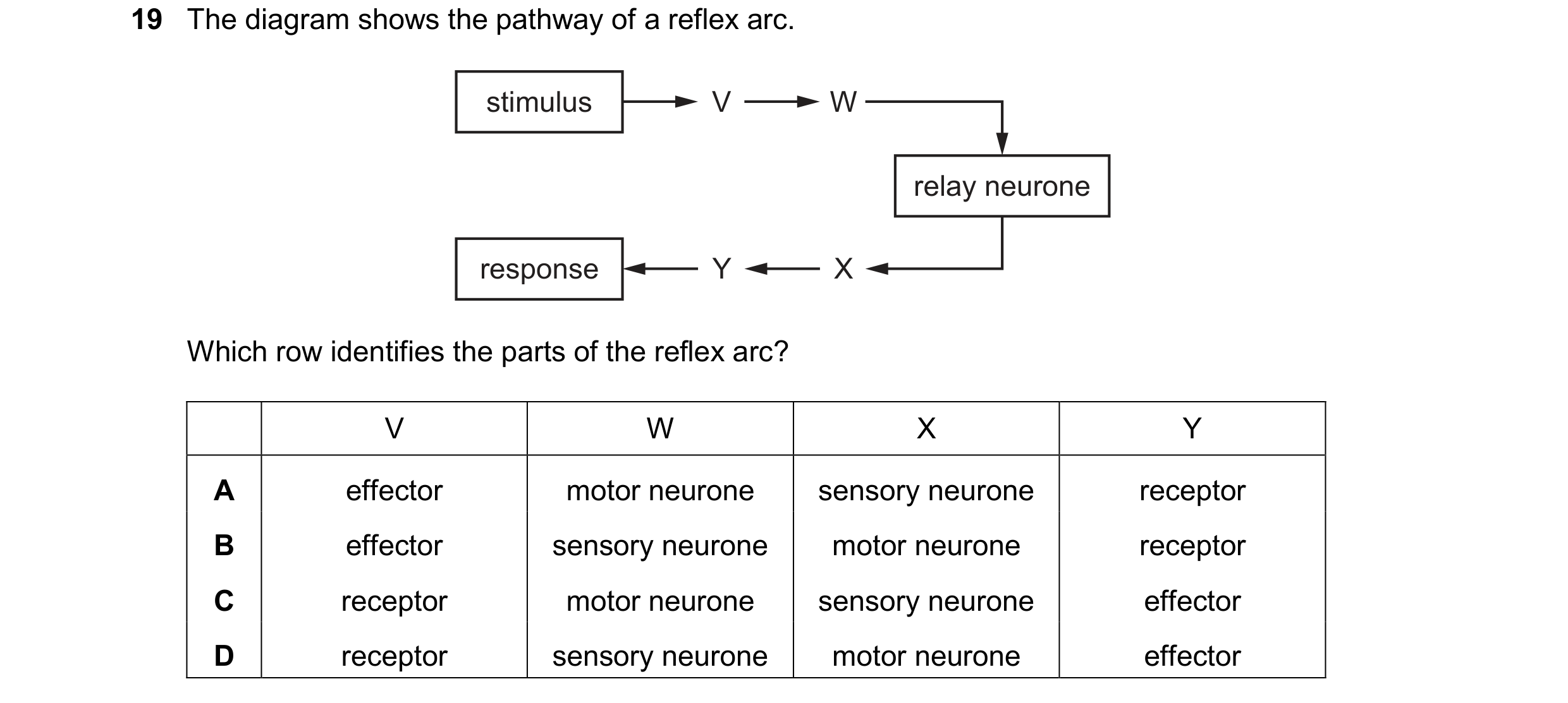 Question 37: The diagram shows the pathway of a reflex arc. stimulus V W relay neurone response Y X Which row identifies the parts of the reflex arc? V …
