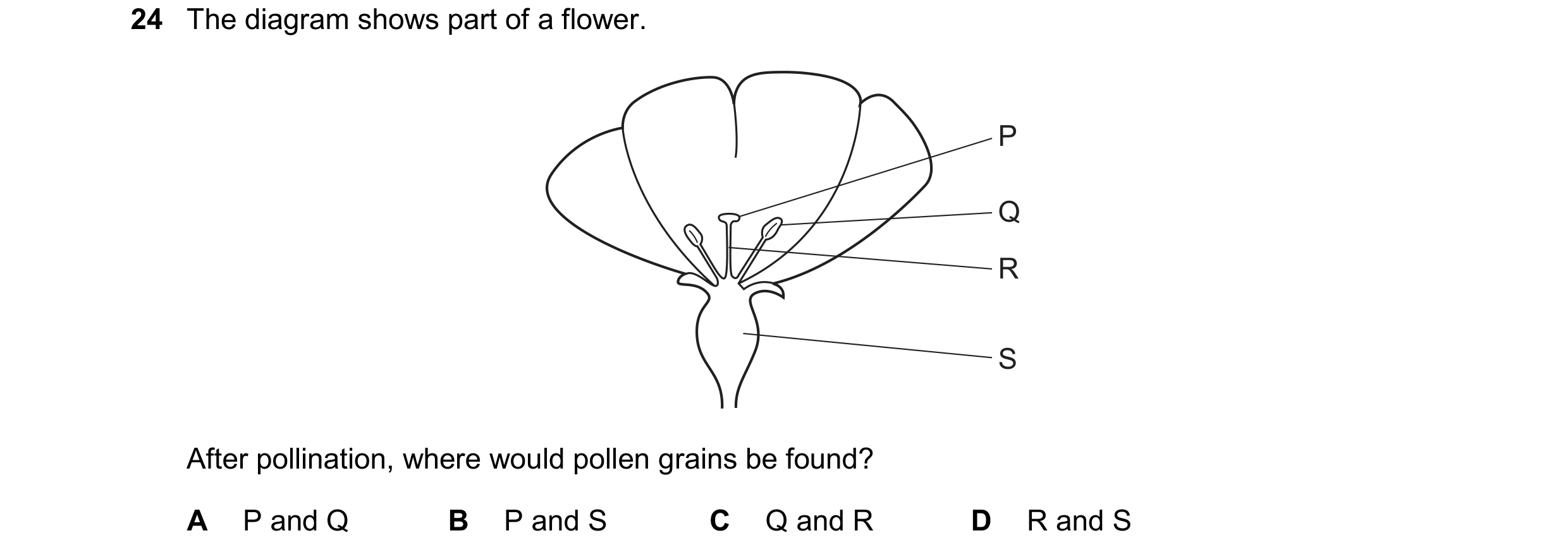 Question 16: The diagram shows part of a flower. P Q R S After pollination, where would pollen grains be found? A P and Q B P and S C Q and R D R and S