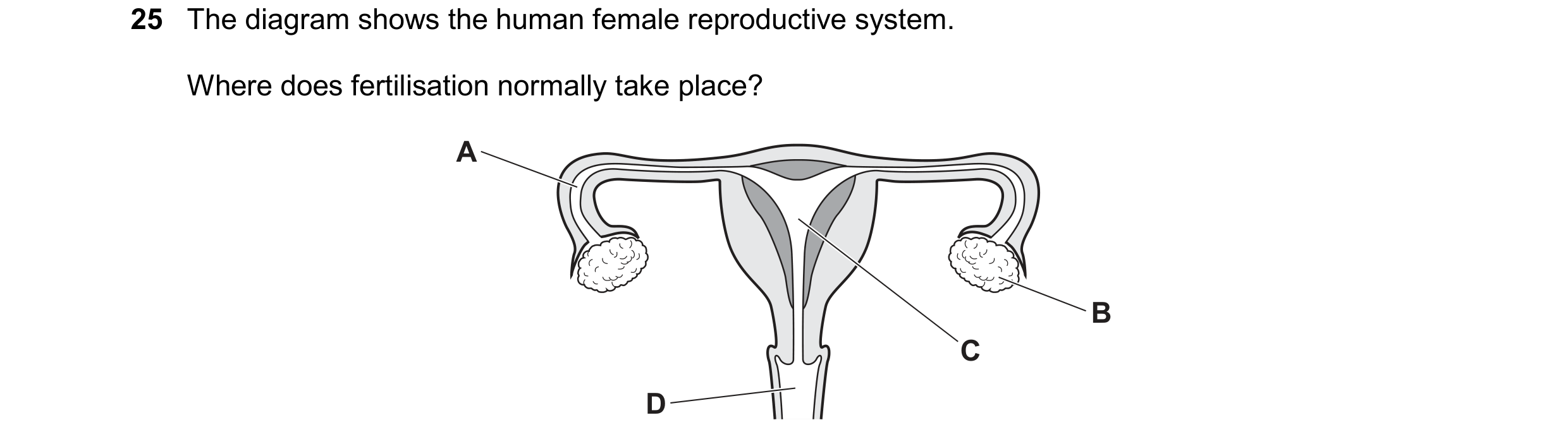 Question 32: The diagram shows the human female reproductive system. Where does fertilisation normally take place? A B C D