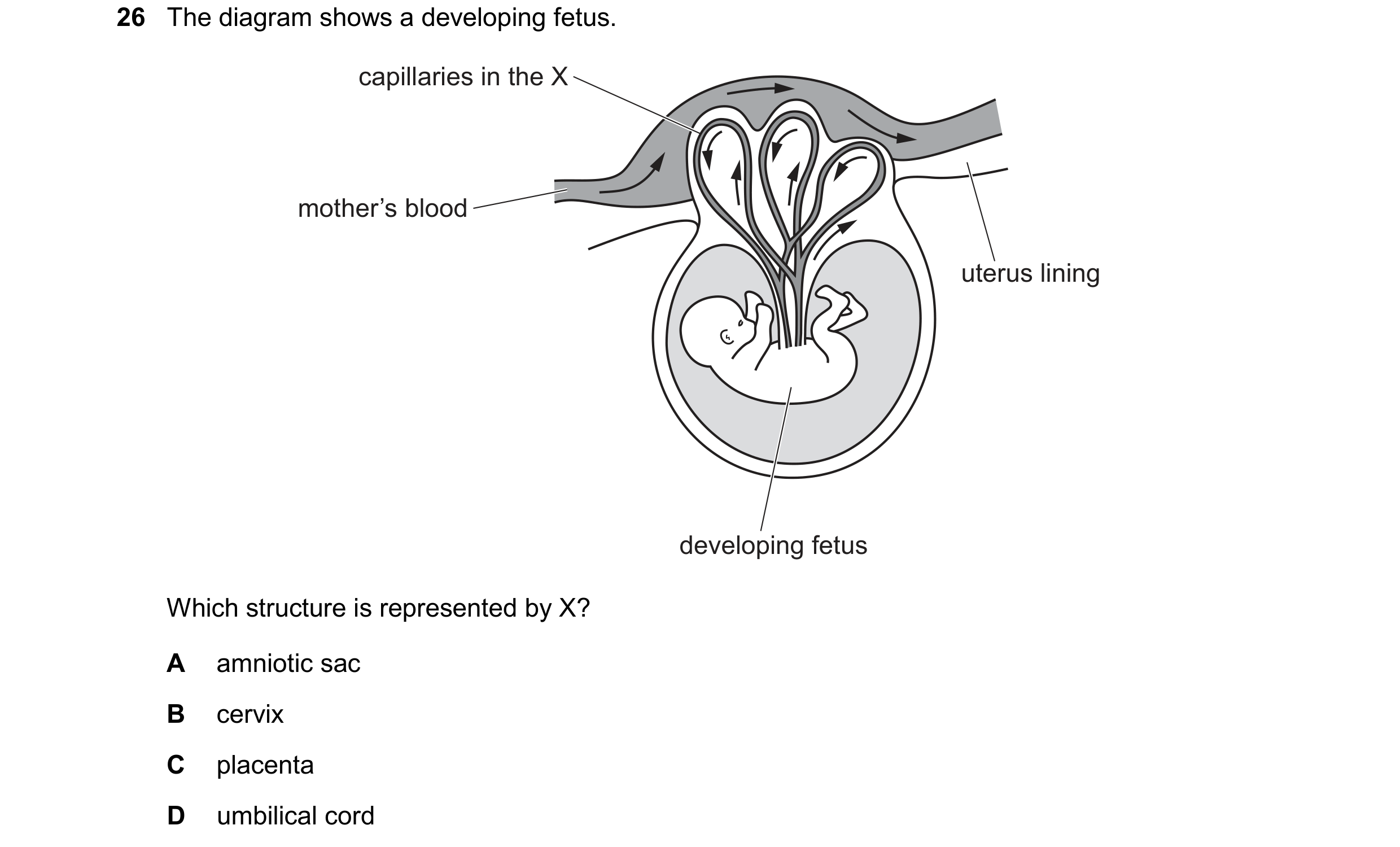 Question 33: The diagram shows a developing fetus. capillaries in the X mother’s blood uterus lining developing fetus Which structure is represented by …