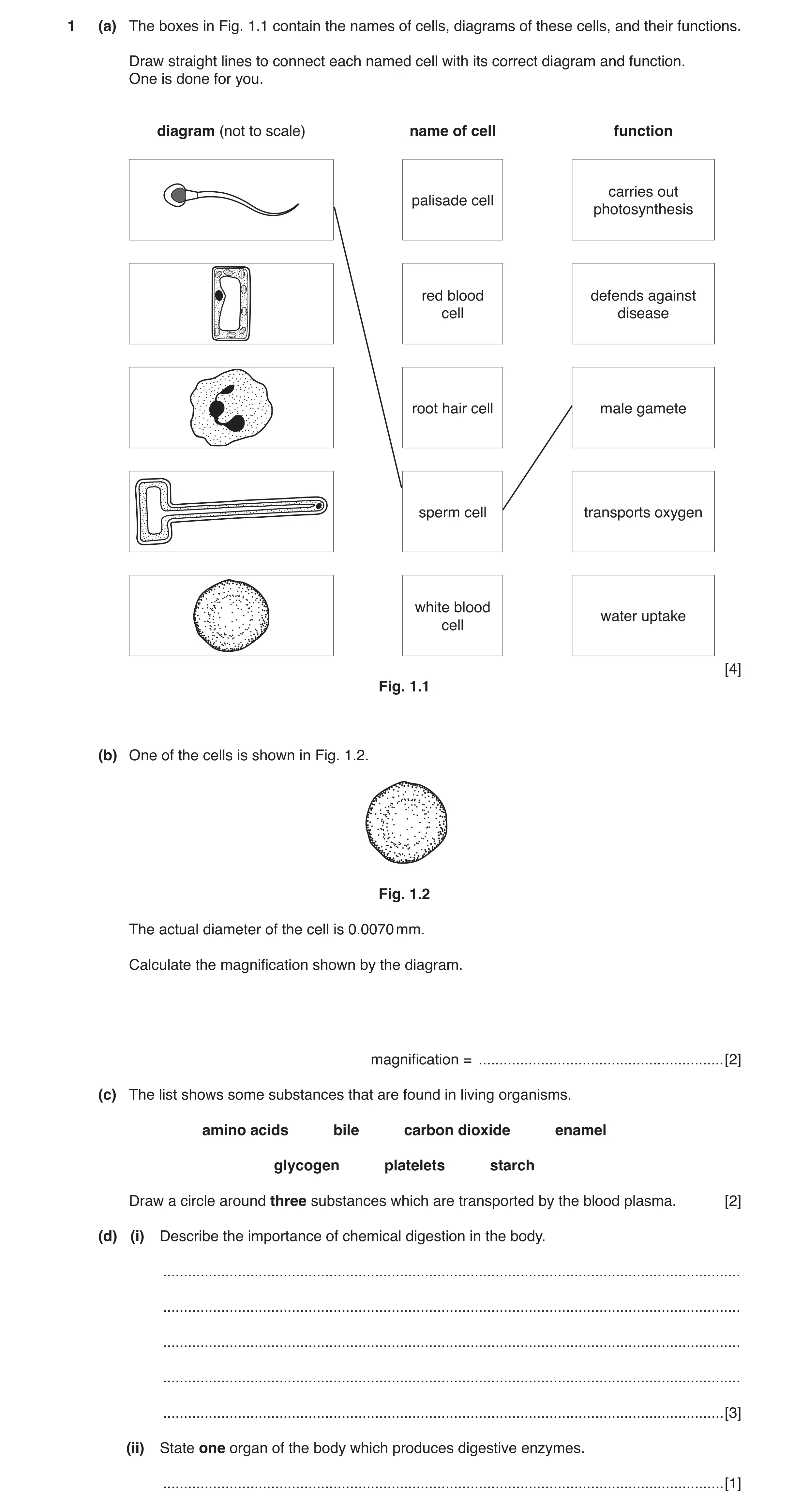 Question 2: (a) The boxes in Fig. 1.1 contain the names of cells, diagrams of these cells, and their functions. Draw straight lines to connect each nam…