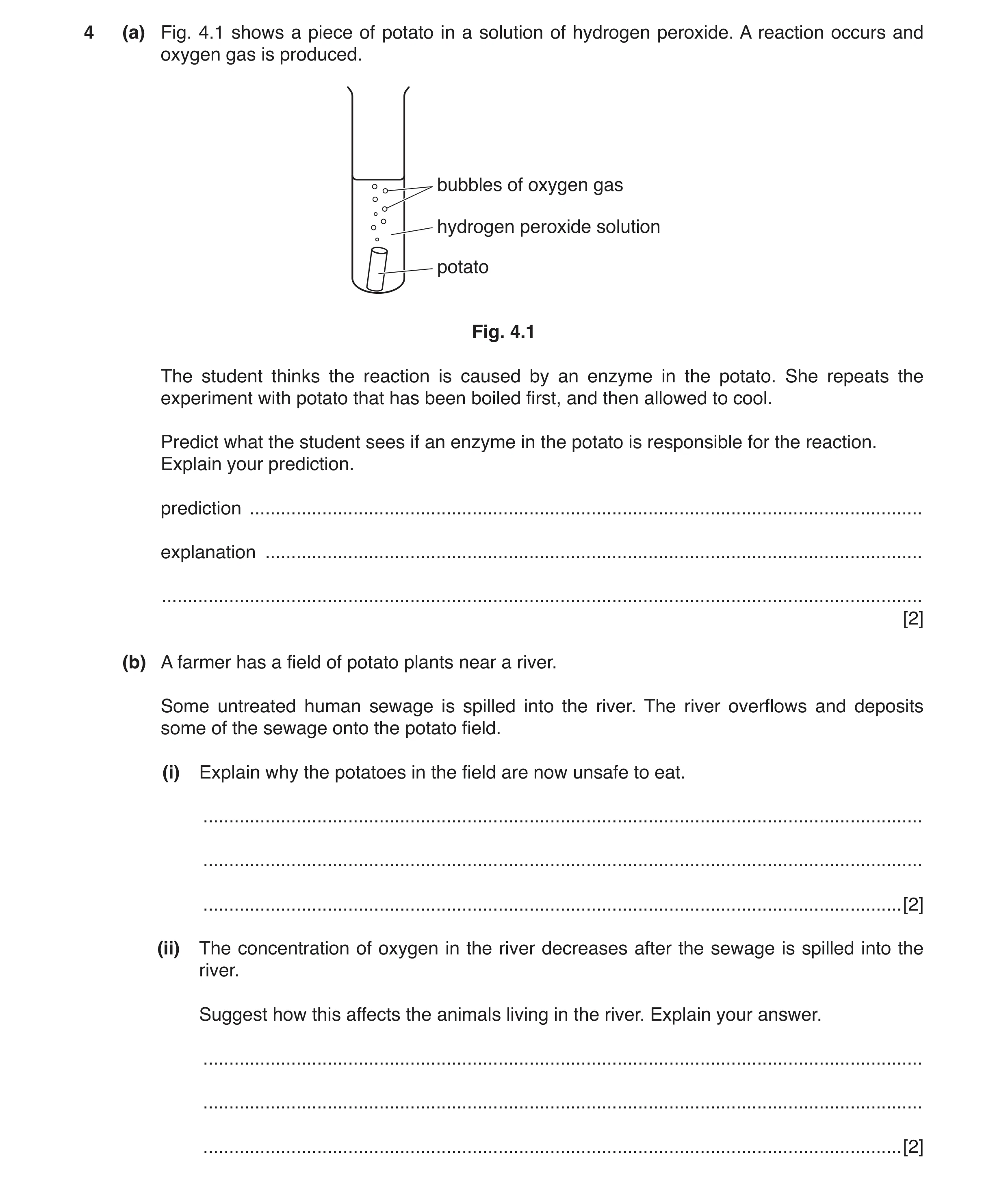 Question 3: (a) Fig. 4.1 shows a piece of potato in a solution of hydrogen peroxide. A reaction occurs and oxygen gas is produced. bubbles of oxygen ga…