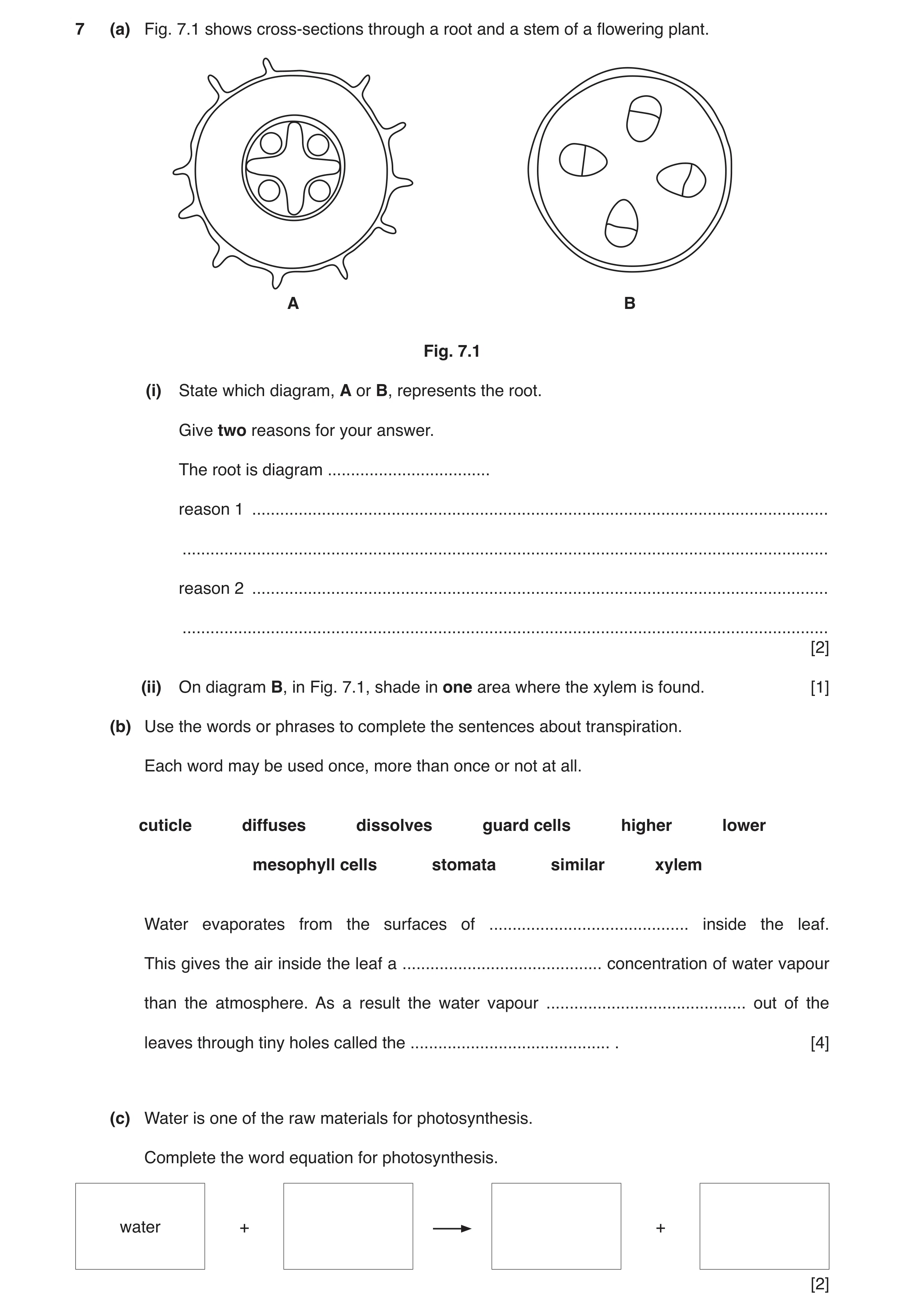 Question 6: (a) Fig. 7.1 shows cross-sections through a root and a stem of a flowering plant. A B Fig. 7.1 (i) State which diagram, A or B, represents …