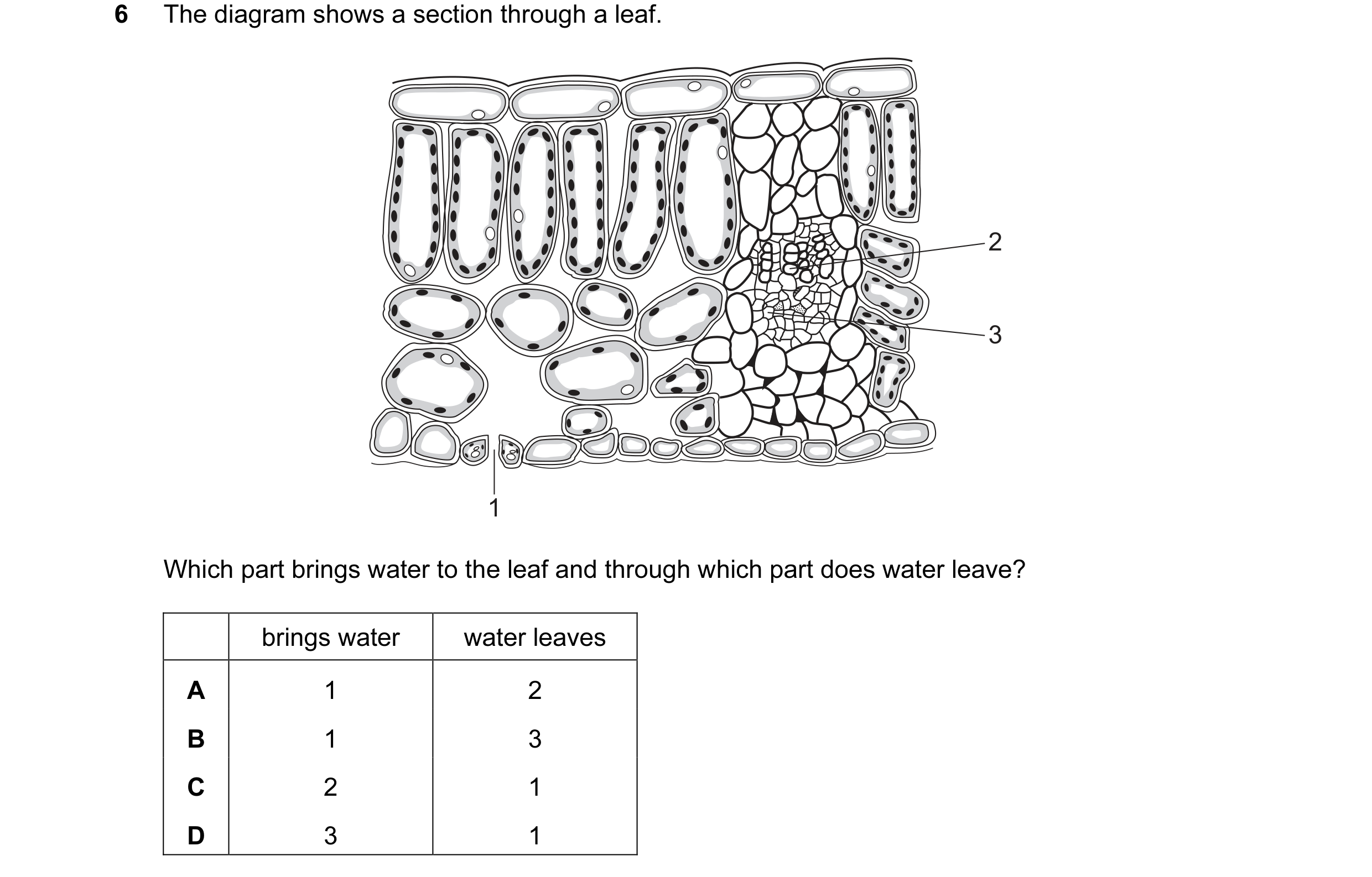 Question 5: The diagram shows a section through a leaf. 2 3 1 Which part brings water to the leaf and through which part does water leave? brings water…