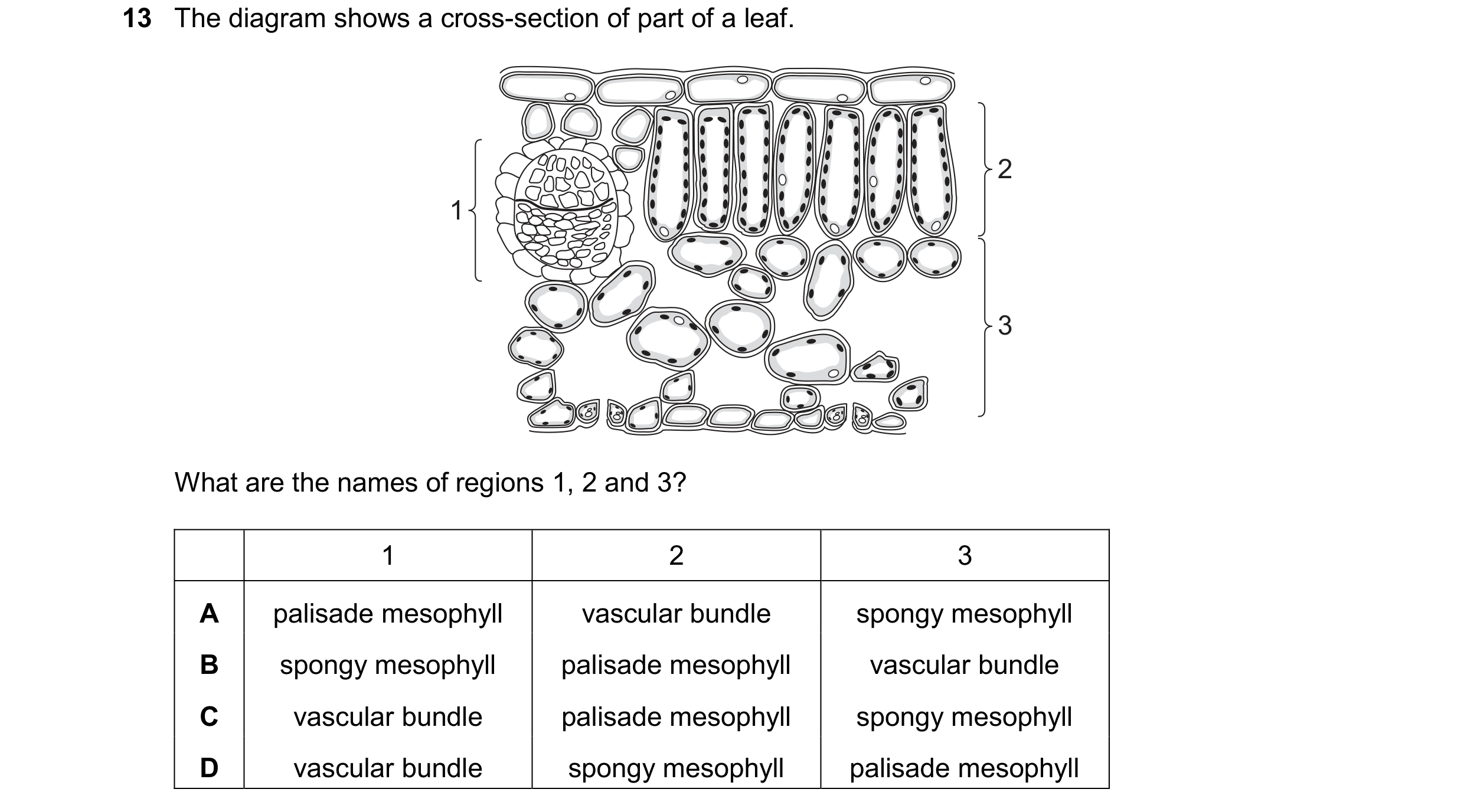 Question 23: The diagram shows a cross-section of part of a leaf. 2 1 3 What are the names of regions 1, 2 and 3? 1 2 3 A palisade mesophyll vascular bu…