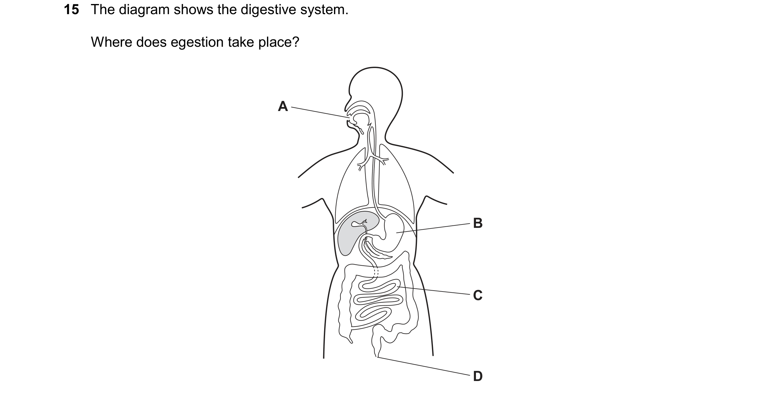 Question 28: The diagram shows the digestive system. Where does egestion take place? A B C D