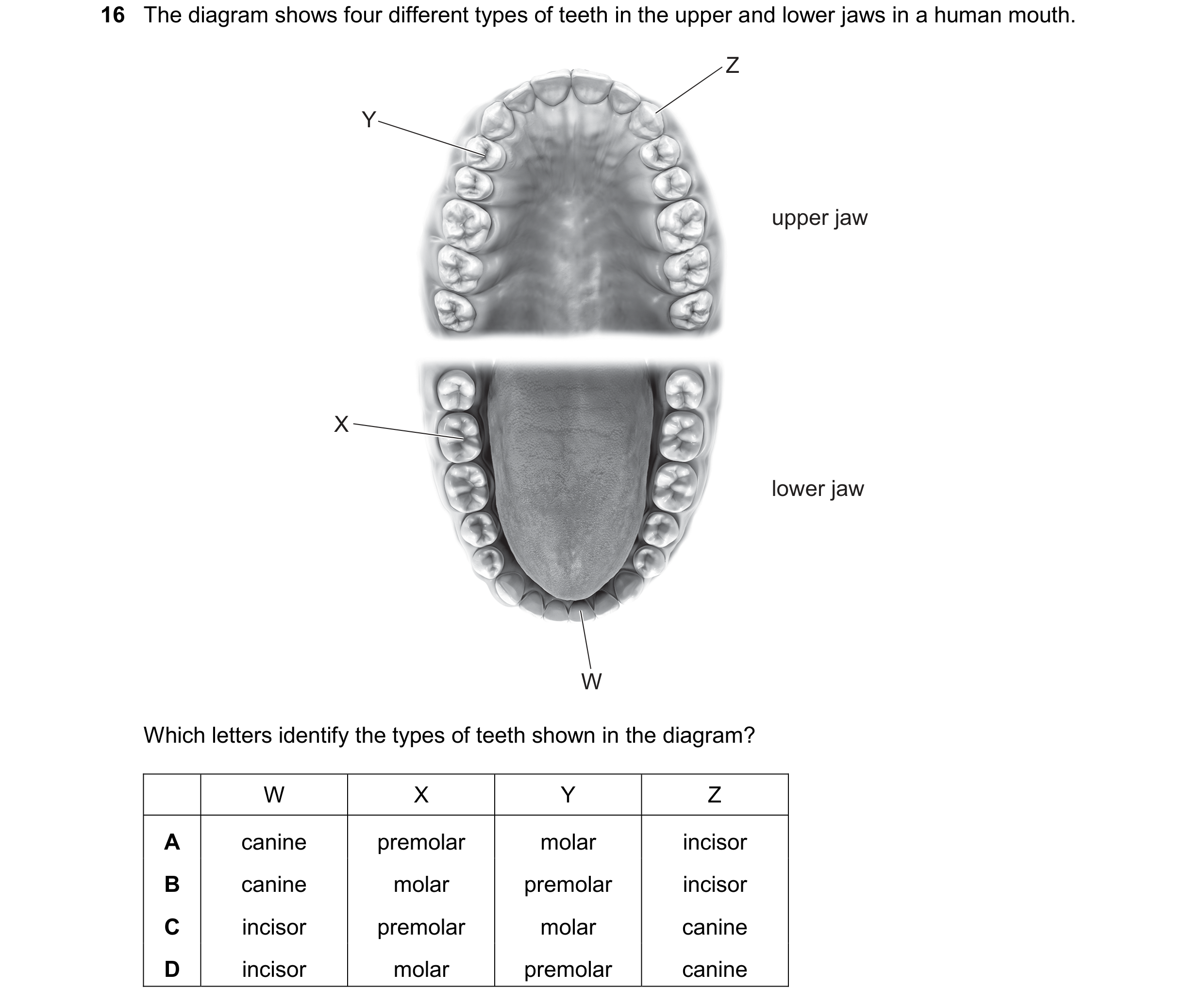 Question 10: The diagram shows four different types of teeth in the upper and lower jaws in a human mouth. Z Y upper jaw X lower jaw W Which letters ide…