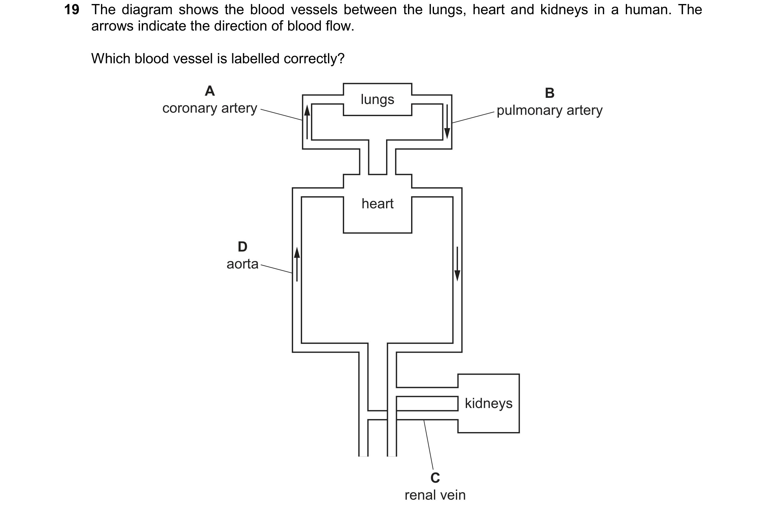 Question 14: The diagram shows the blood vessels between the lungs, heart and kidneys in a human. The arrows indicate the direction of blood flow. Which…