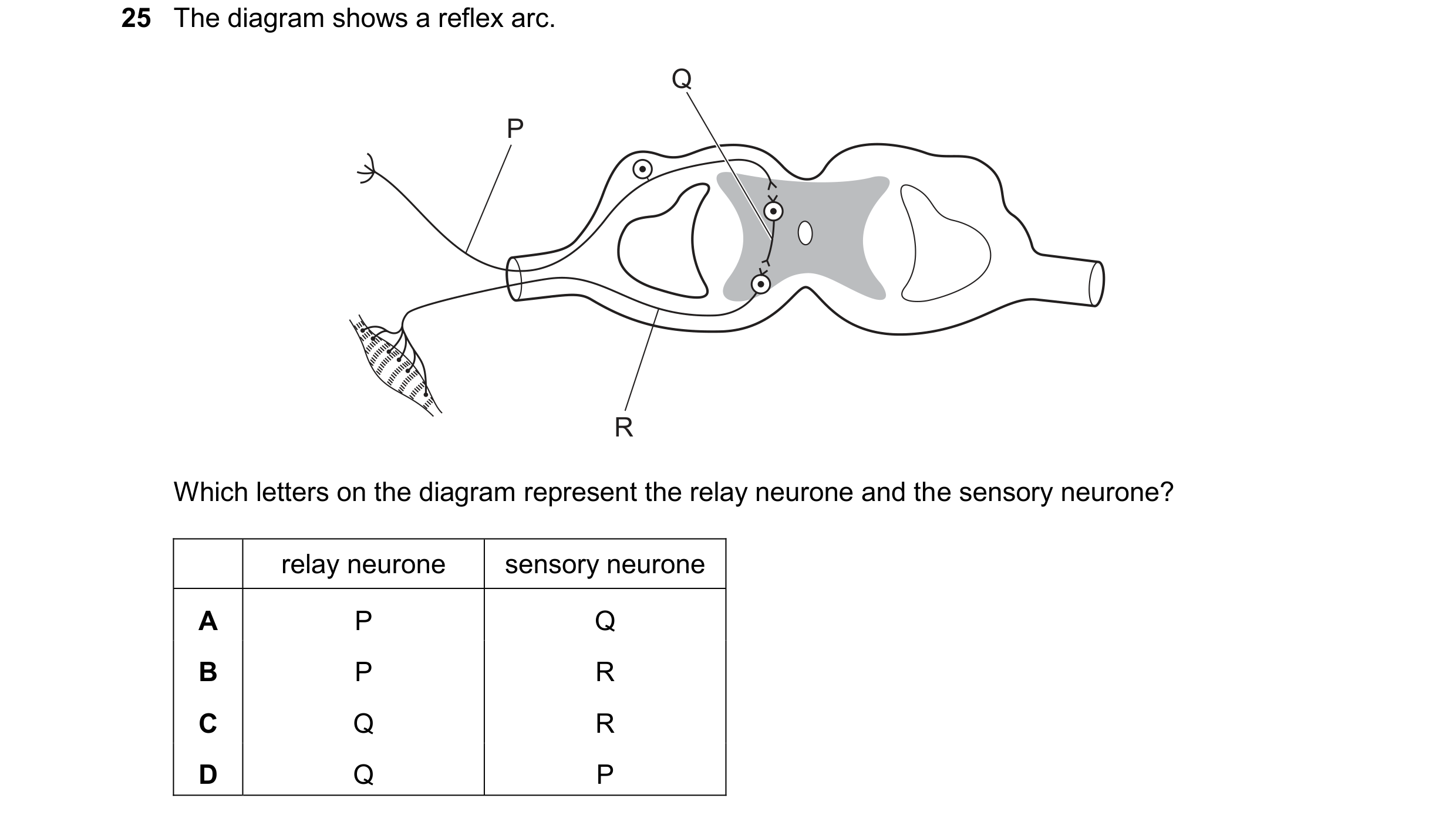 Question 35: The diagram shows a reflex arc. Q P R Which letters on the diagram represent the relay neurone and the sensory neurone? relay neurone senso…